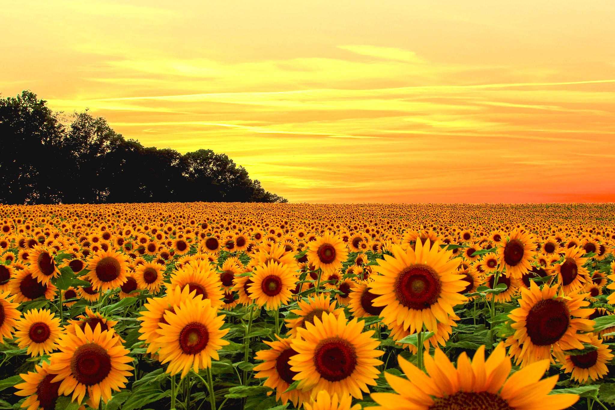 Field of Sunflowers at Sunset HD Wallpaper