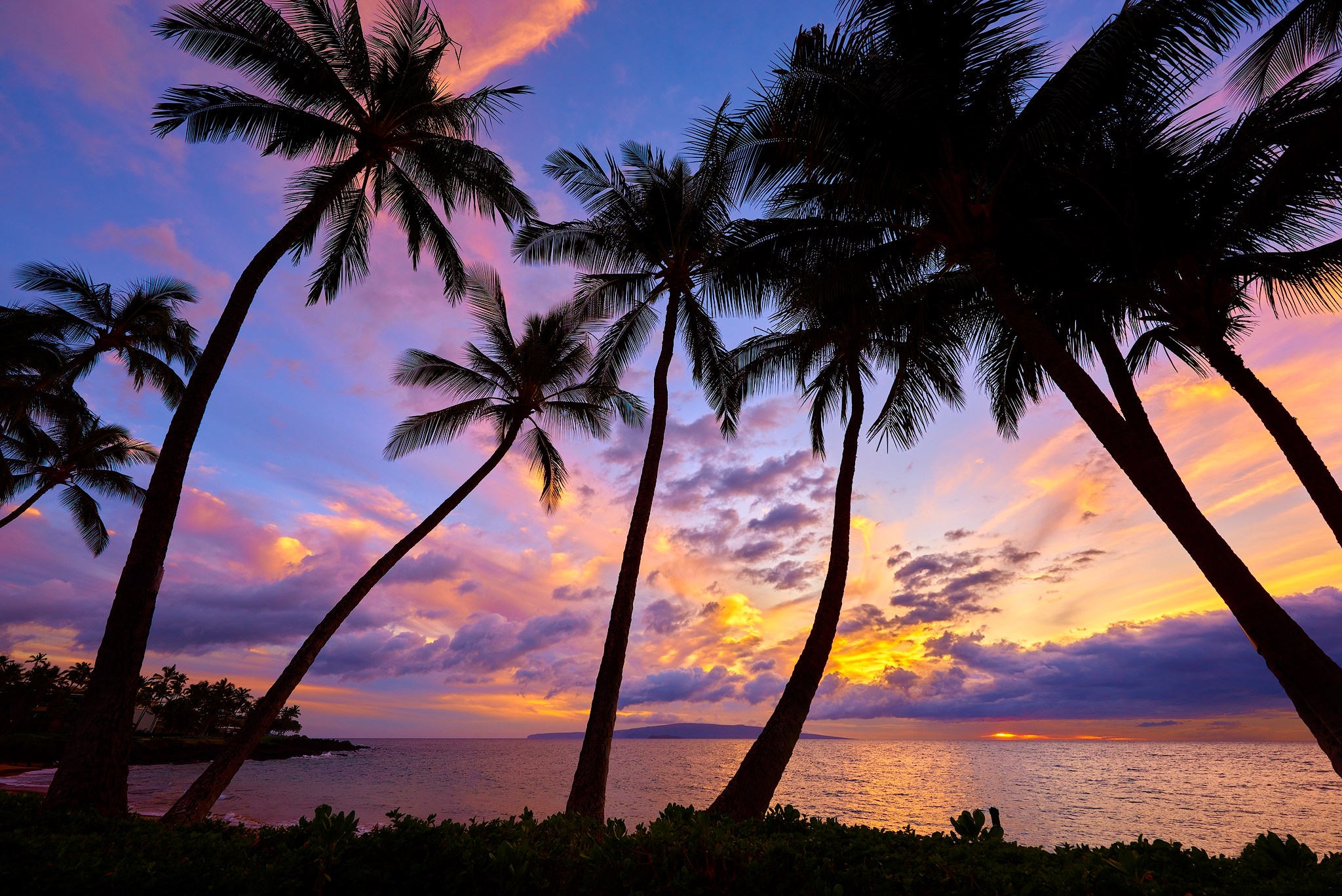 Palm trees silhouetted against a colorful sunset over the ocean HD Wallpaper