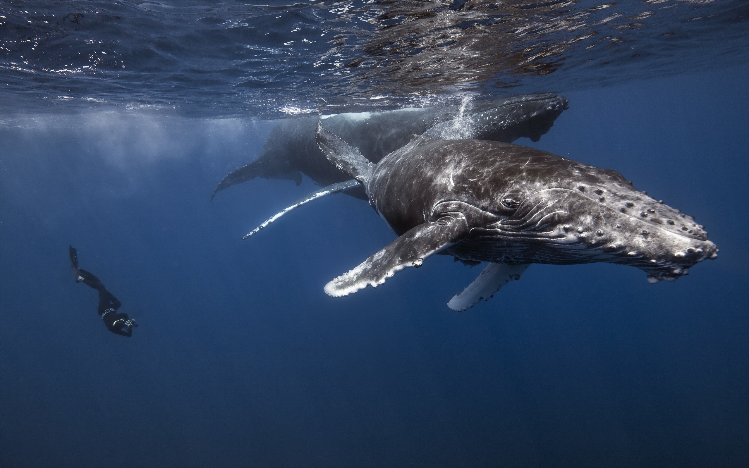 Two humpback whales swim near a diver HD Wallpaper