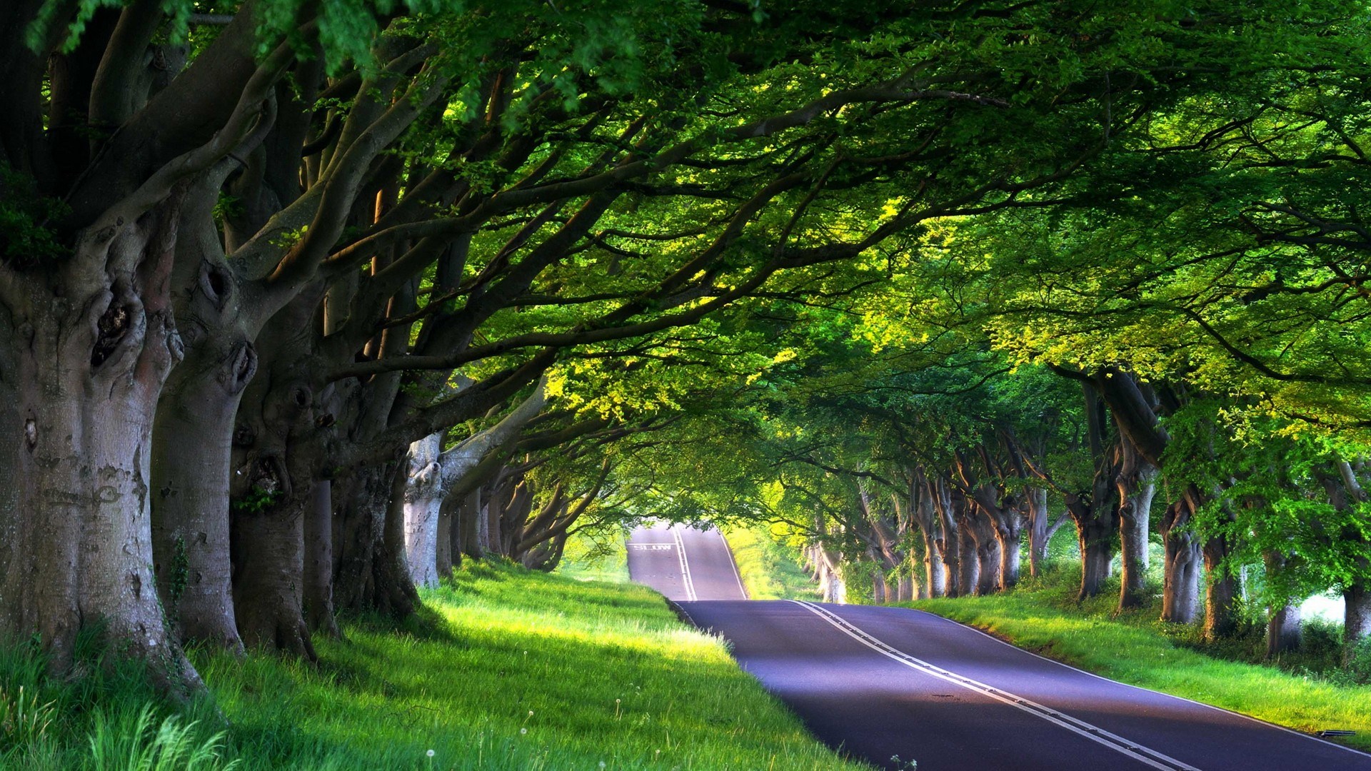 Tree tunnel road with green foliage HD Wallpaper