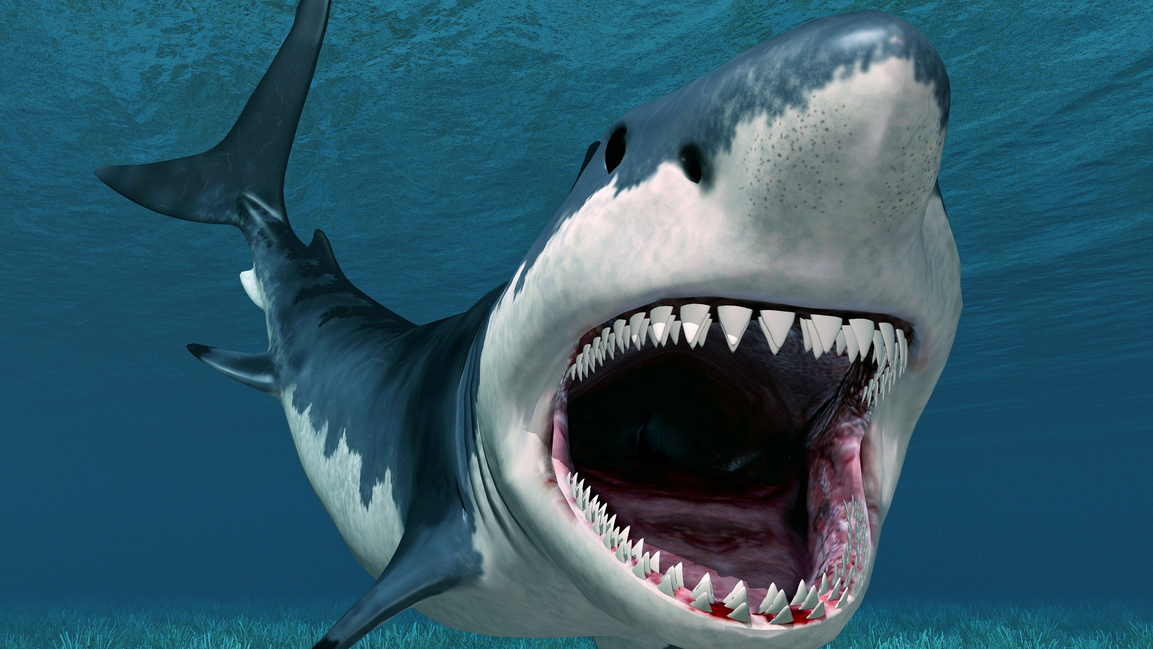 Great White Shark with open mouth underwater HD Wallpaper