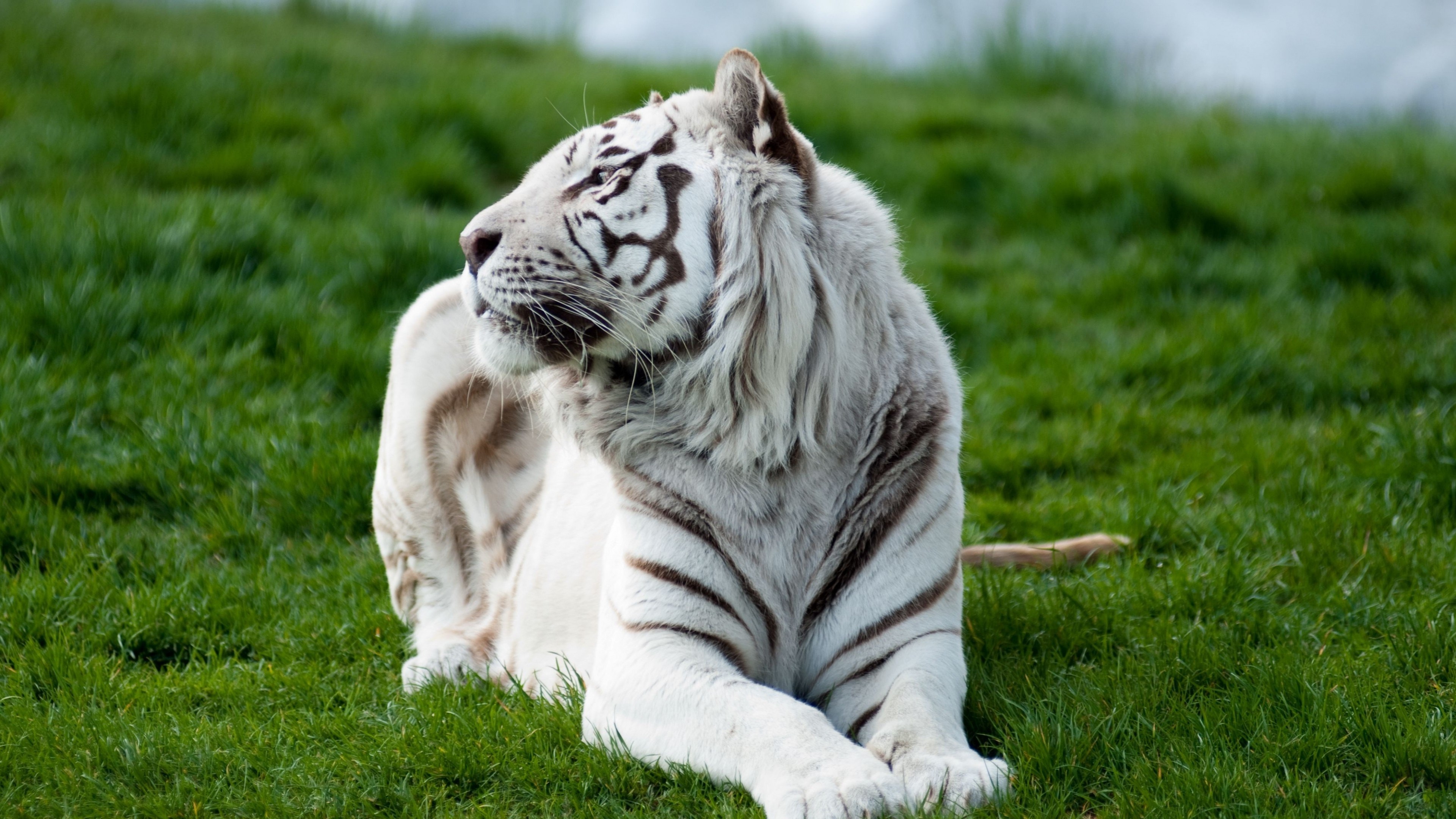 White Tiger in Green Grass 4K HD Wallpaper