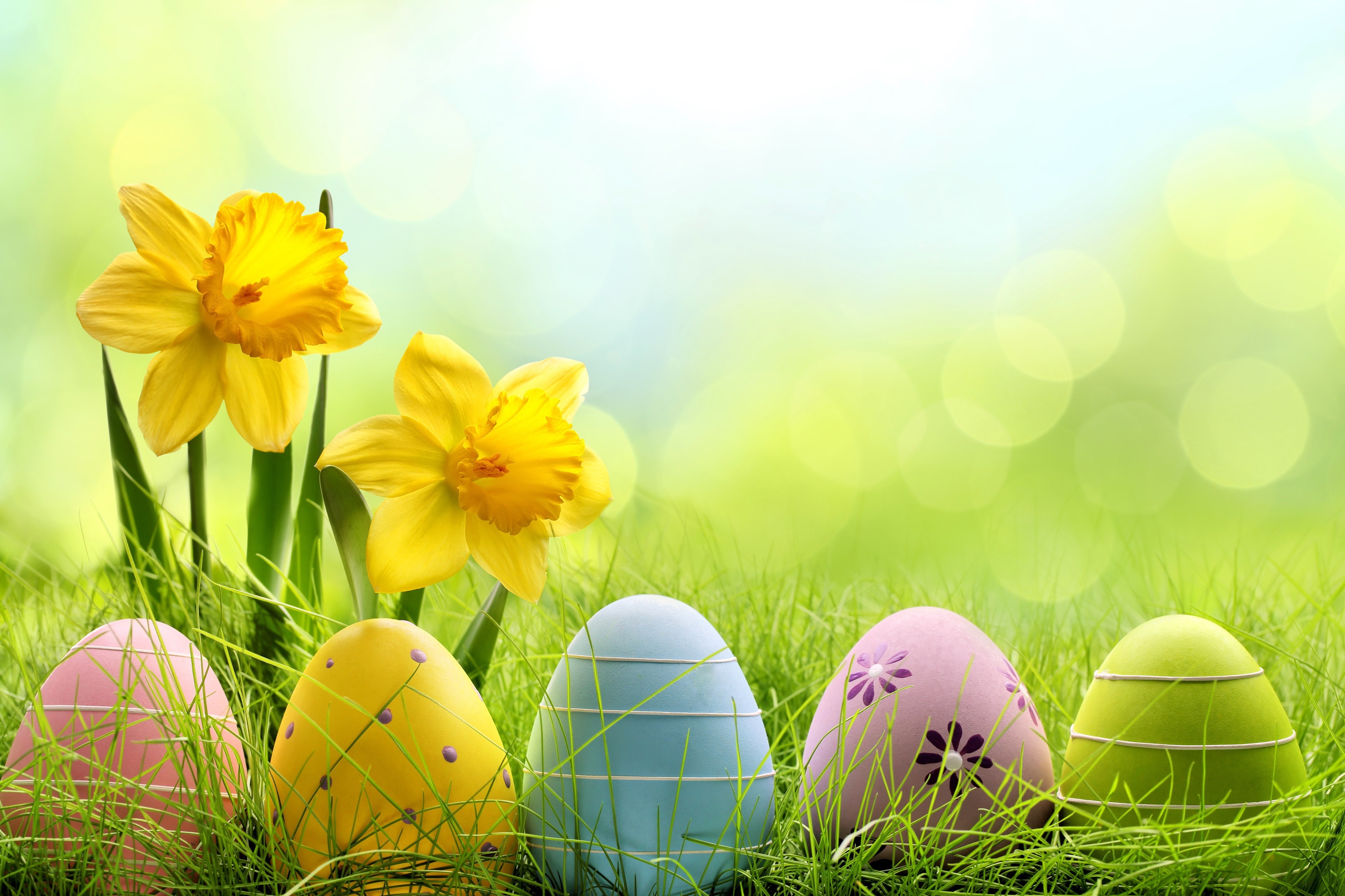 Colorful Easter Eggs and Yellow Daffodils in 4K HD Wallpaper