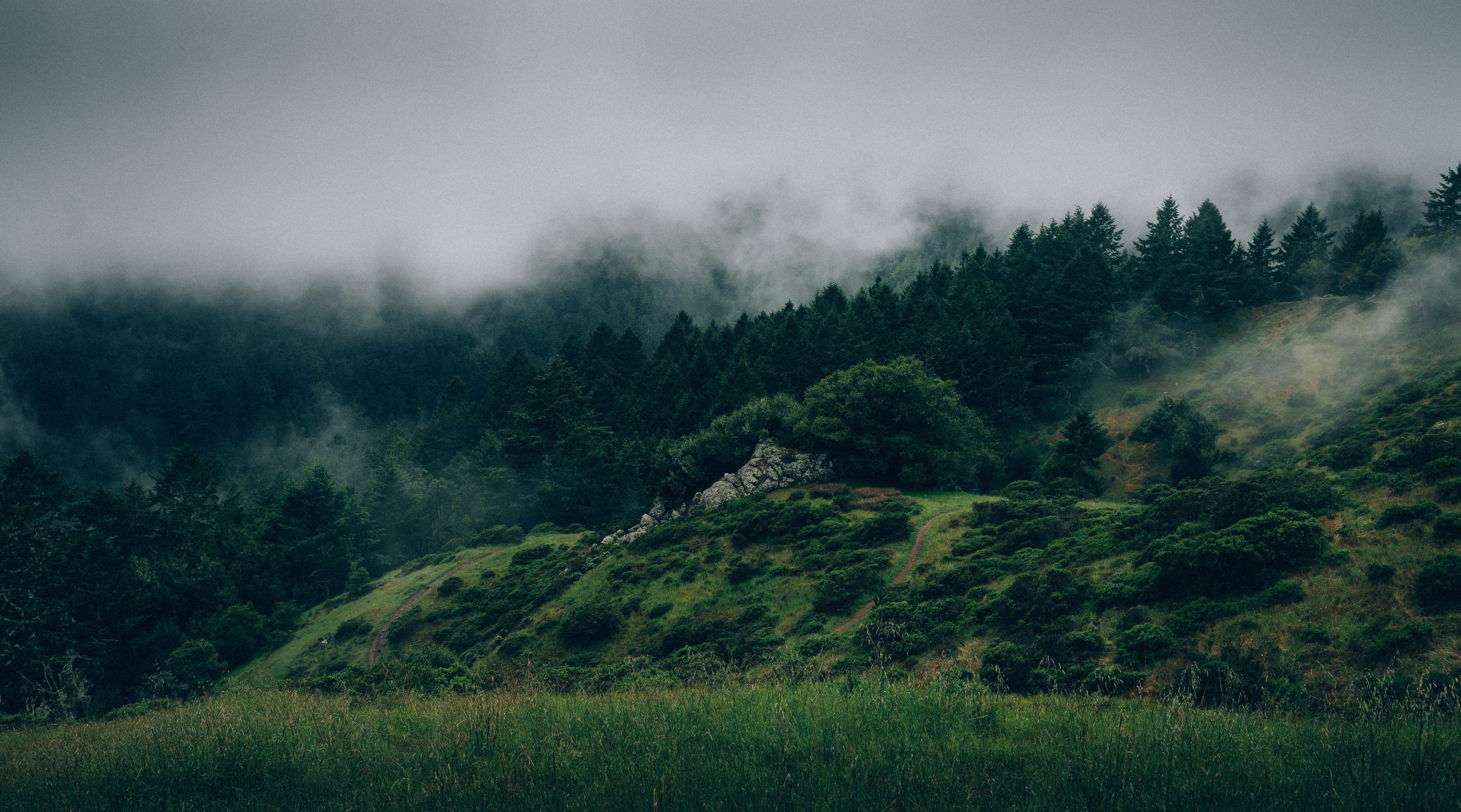 Misty forest on a hill 4K HD Wallpaper