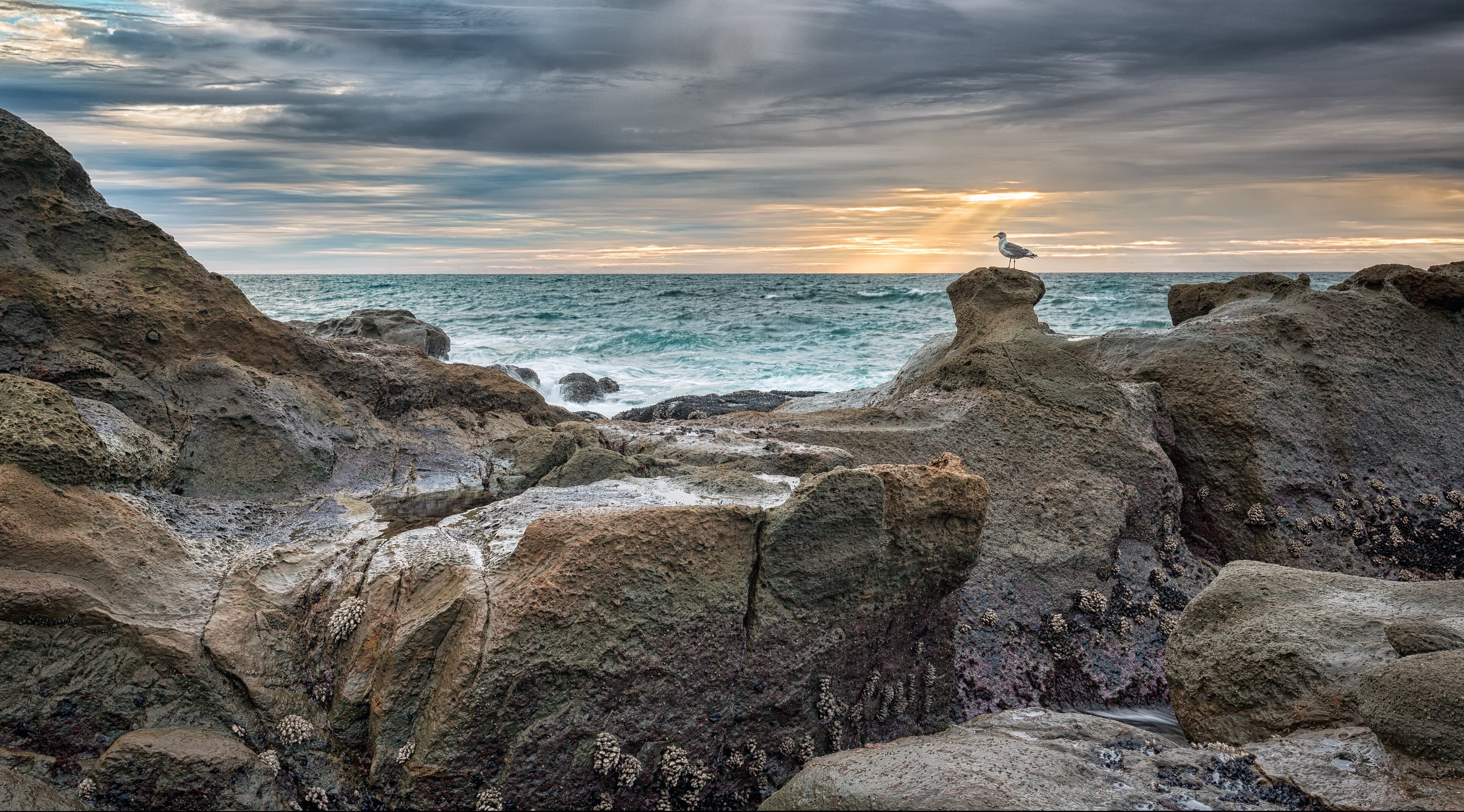 Seagull on rock formation at Oregon Coast 4K HD Wallpaper