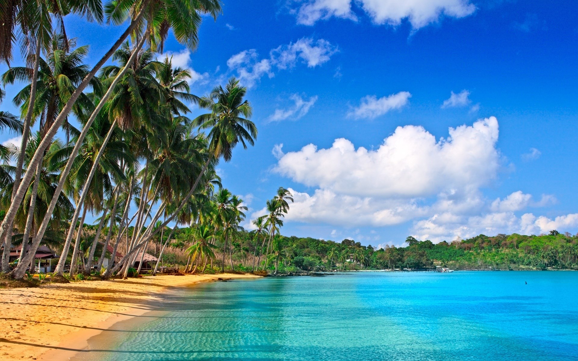 Tropical beach with palm trees and turquoise water HD Wallpaper