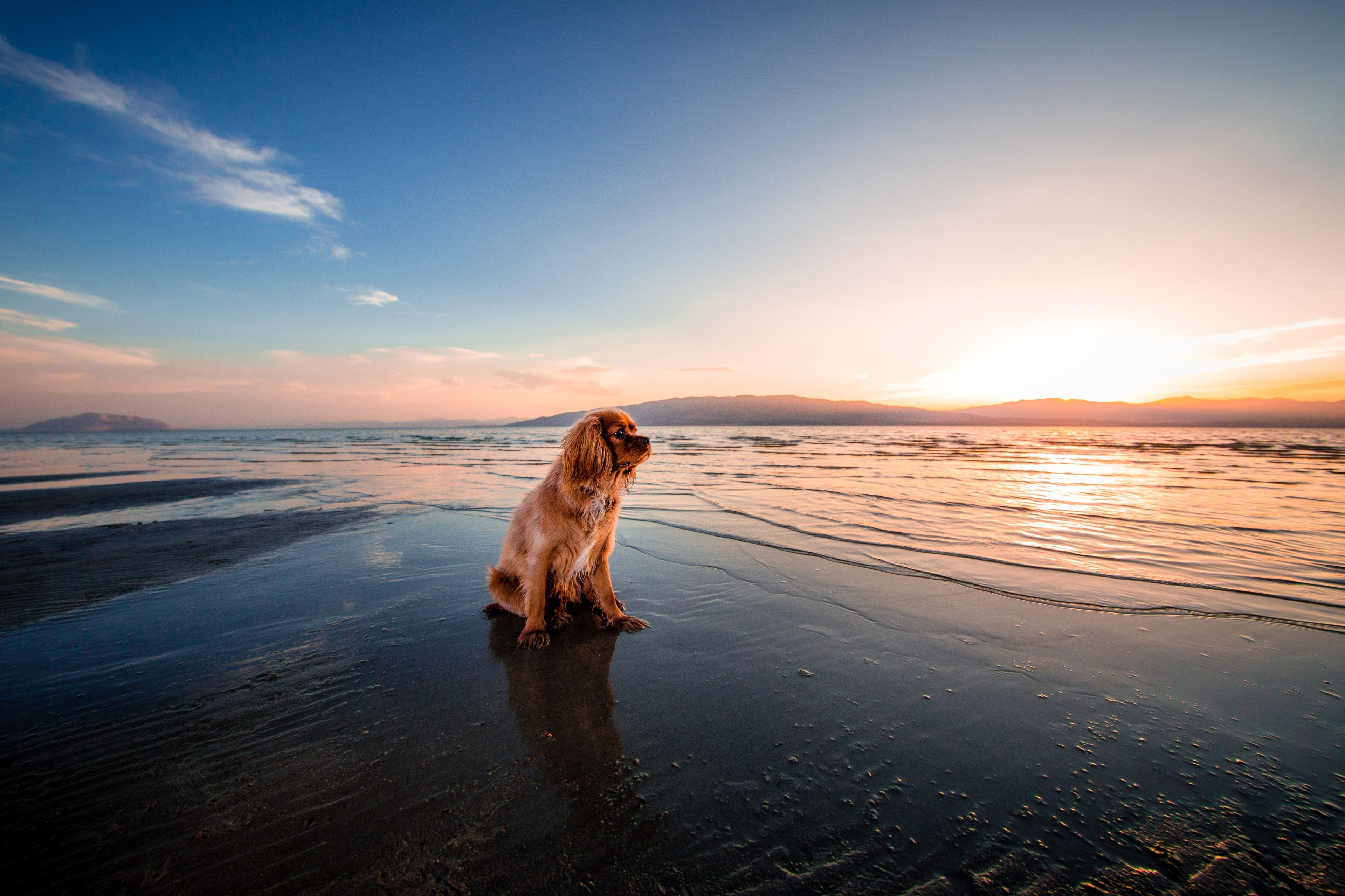 Dog sitting on a beach at sunset HD Wallpaper
