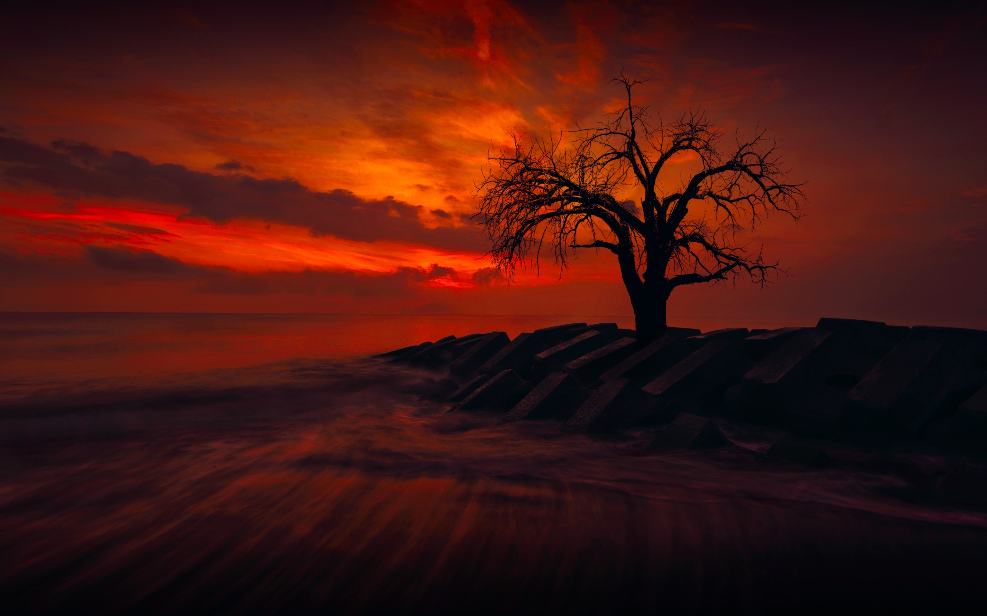 Silhouette of a bare tree on a rocky shore at sunset HD Wallpaper