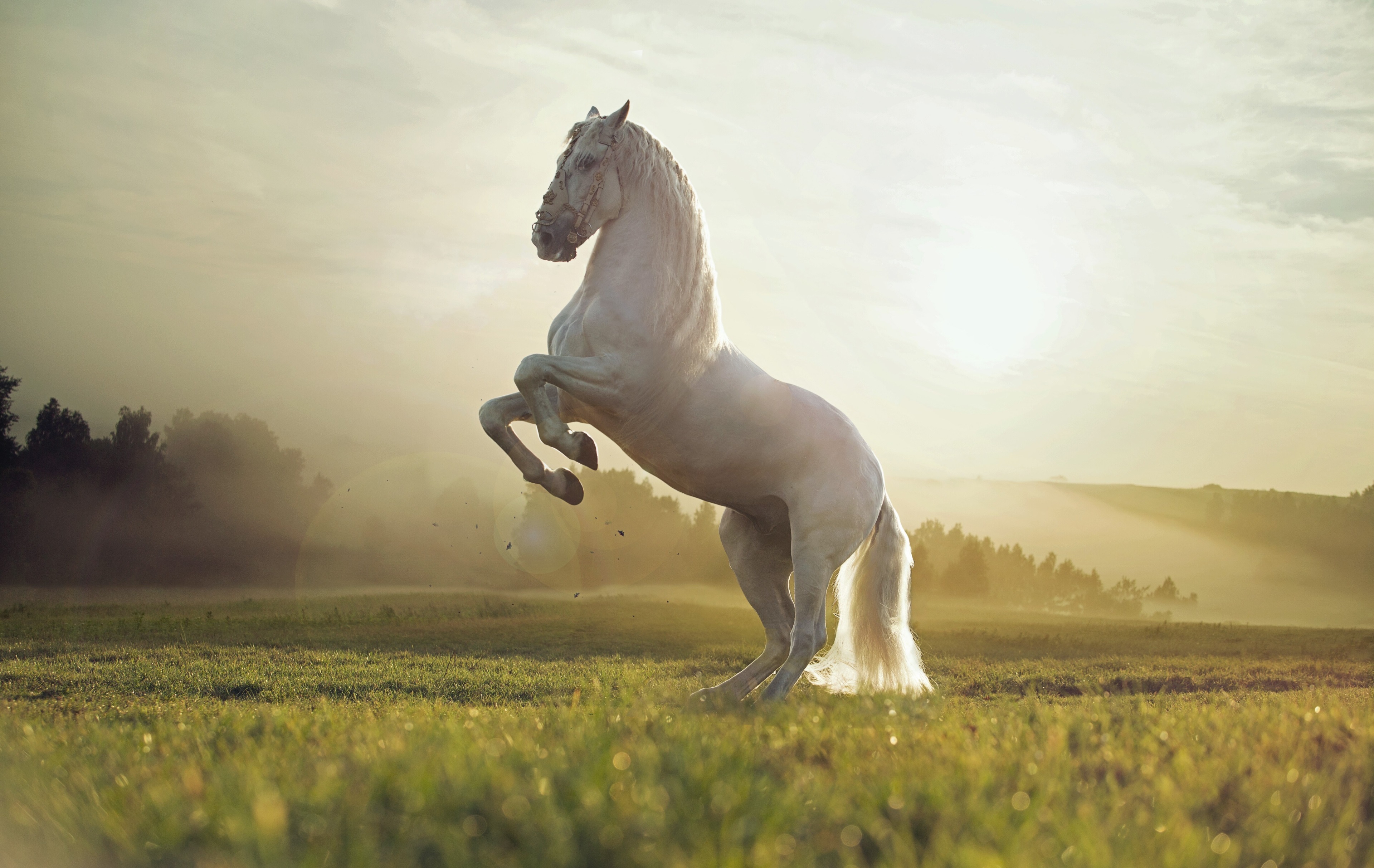 White horse rearing up in a field at sunrise HD Wallpaper