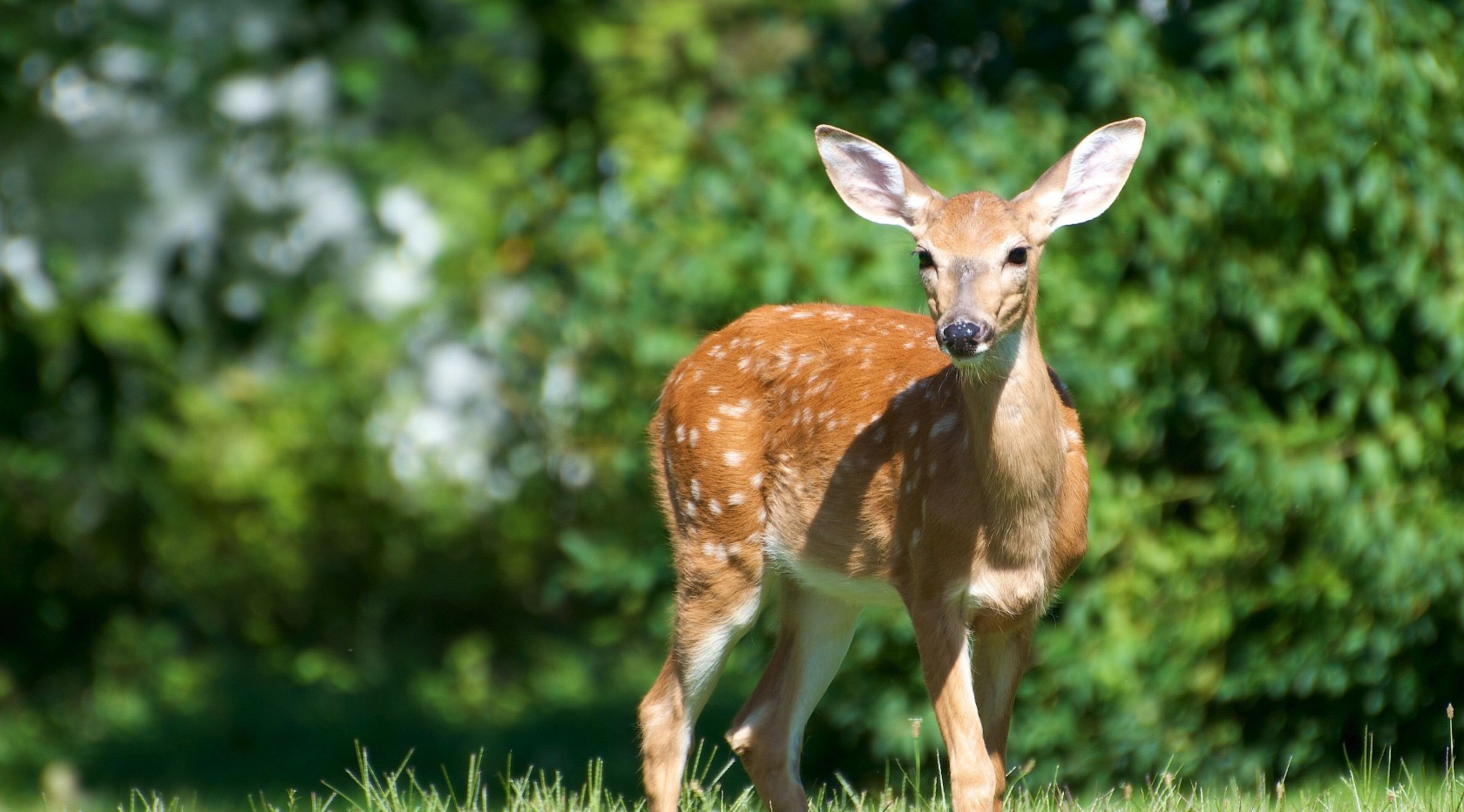 Deer in a grassy field with trees HD Wallpaper