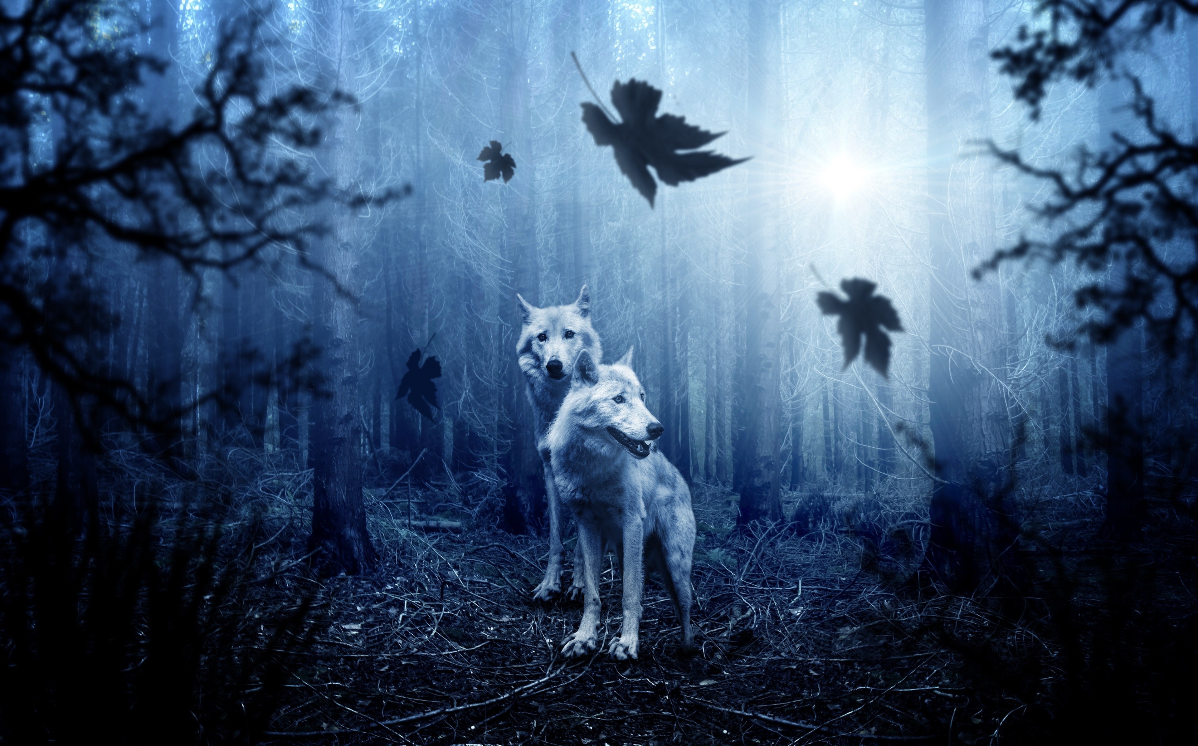Two wolves in a dark, misty forest HD Wallpaper
