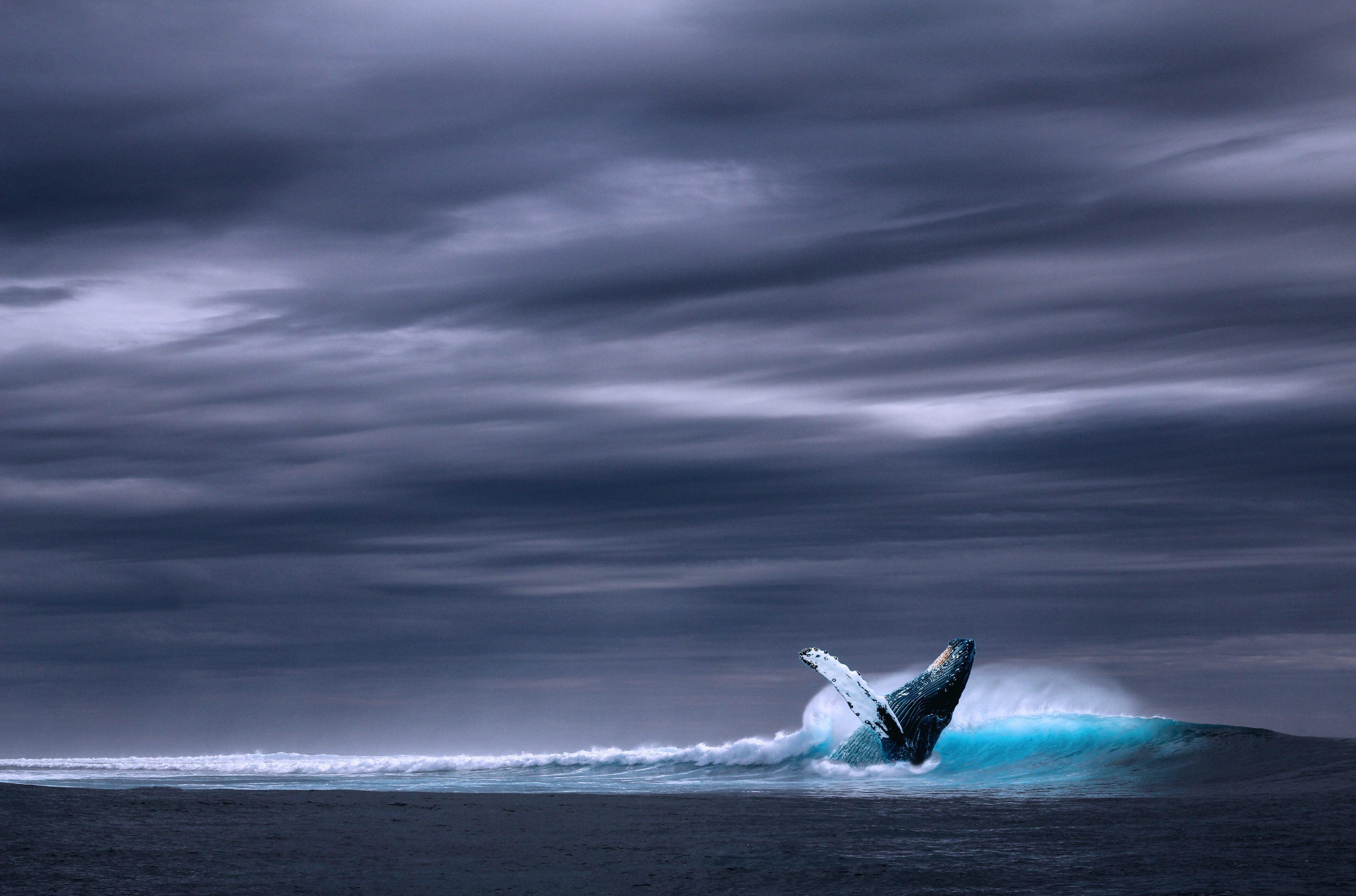 Whale breaching in ocean under stormy clouds 4K HD Wallpaper