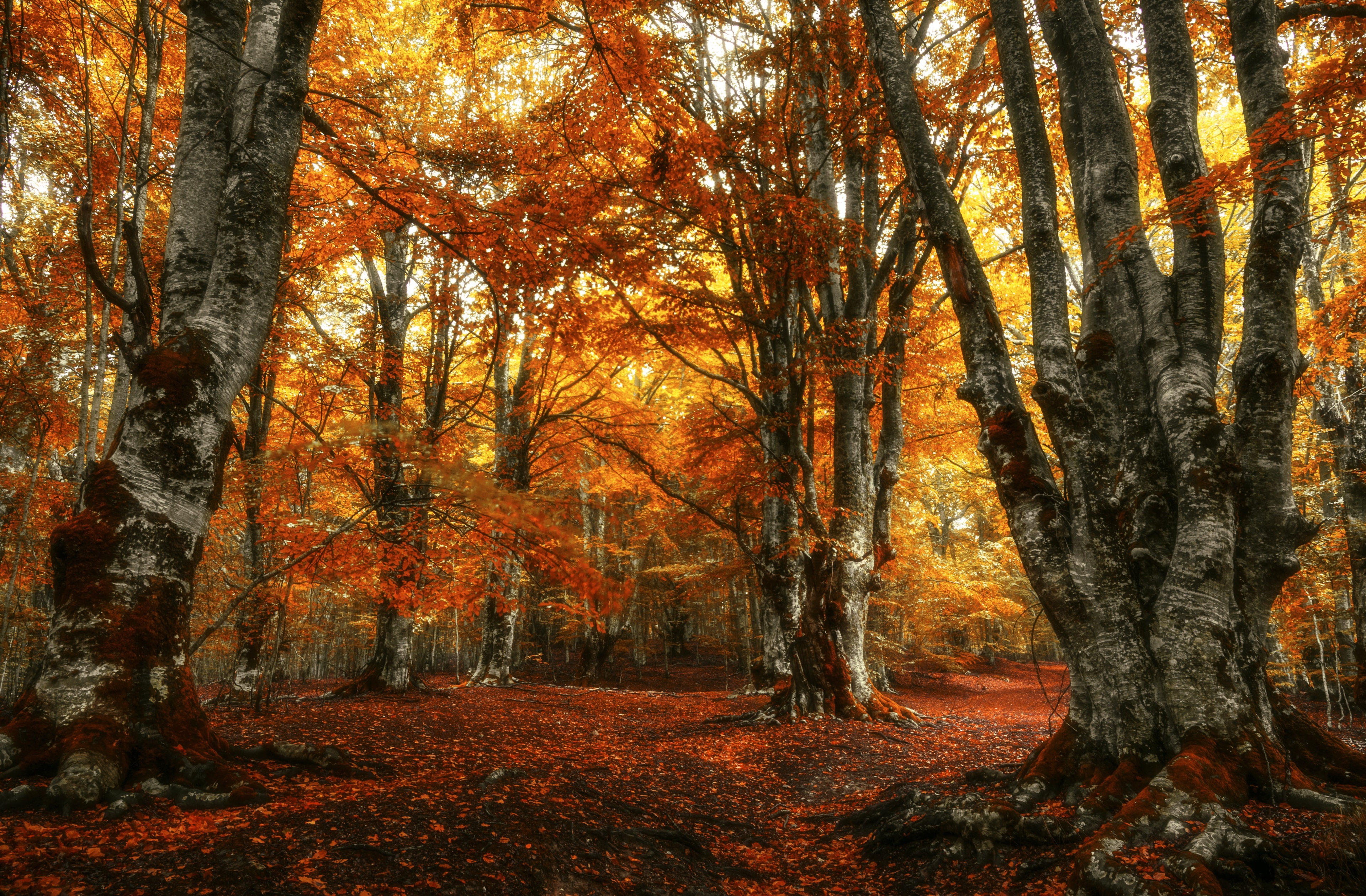 Autumn forest with orange leaves HD Wallpaper