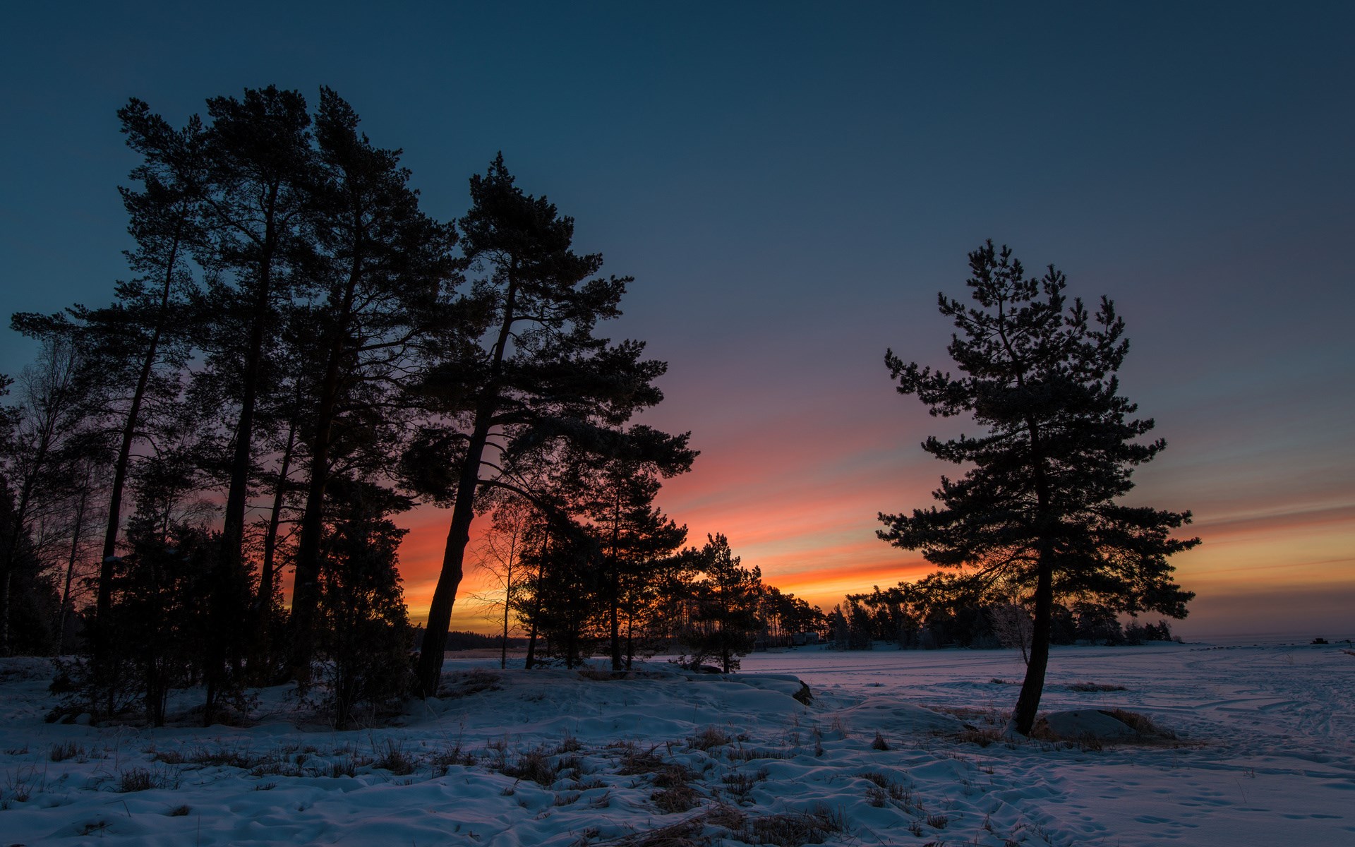 Silhouetted pine trees at sunset over a snowy landscape HD Wallpaper