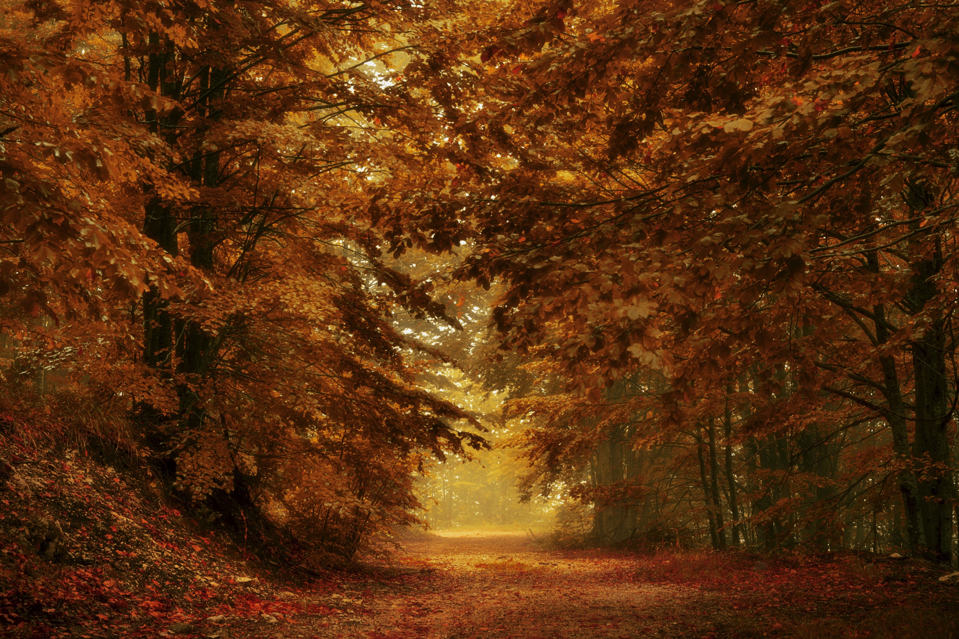 Autumn forest path with golden leaves HD Wallpaper