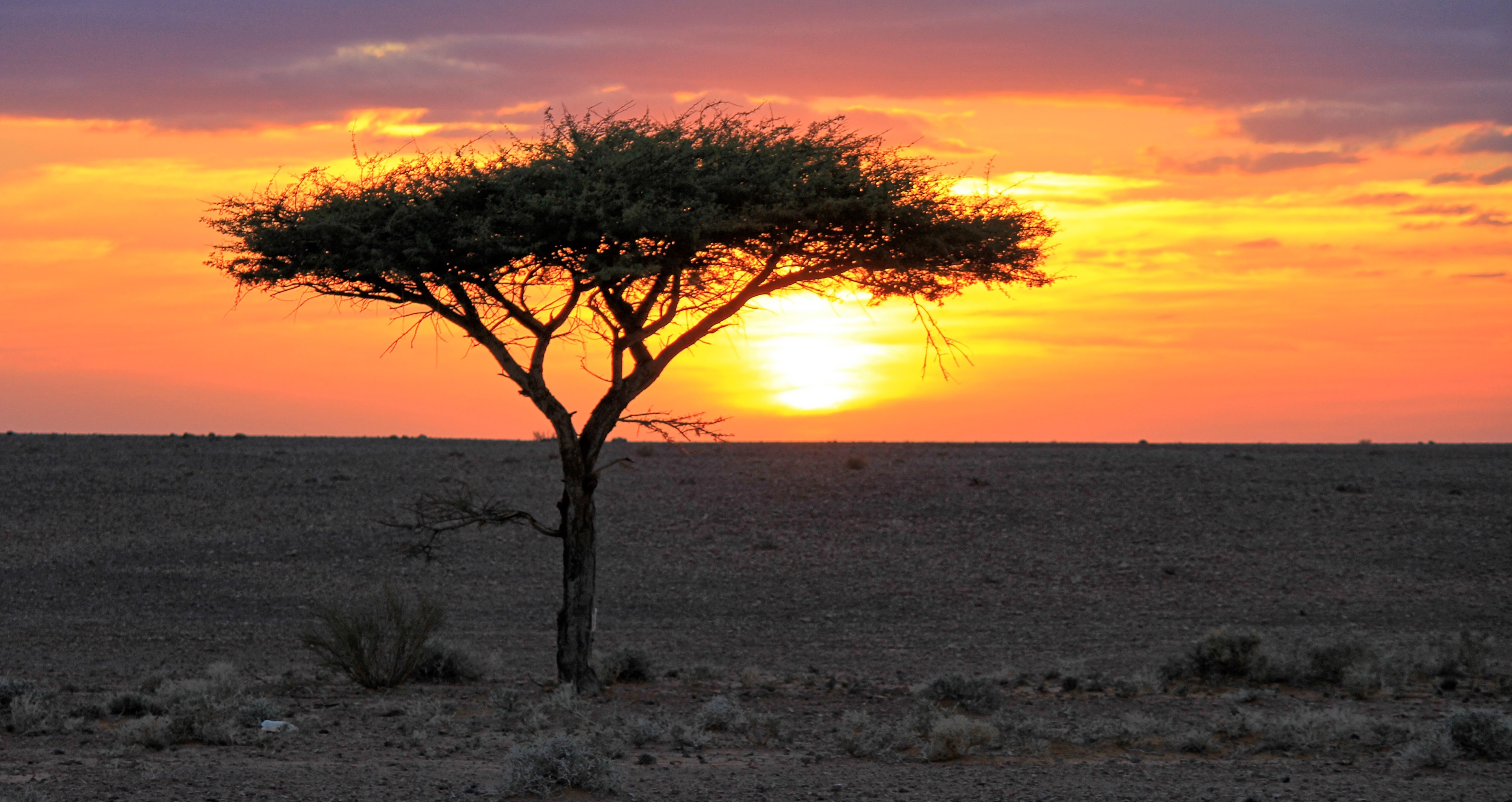 Acacia tree silhouetted against sunset in desert landscape HD Wallpaper