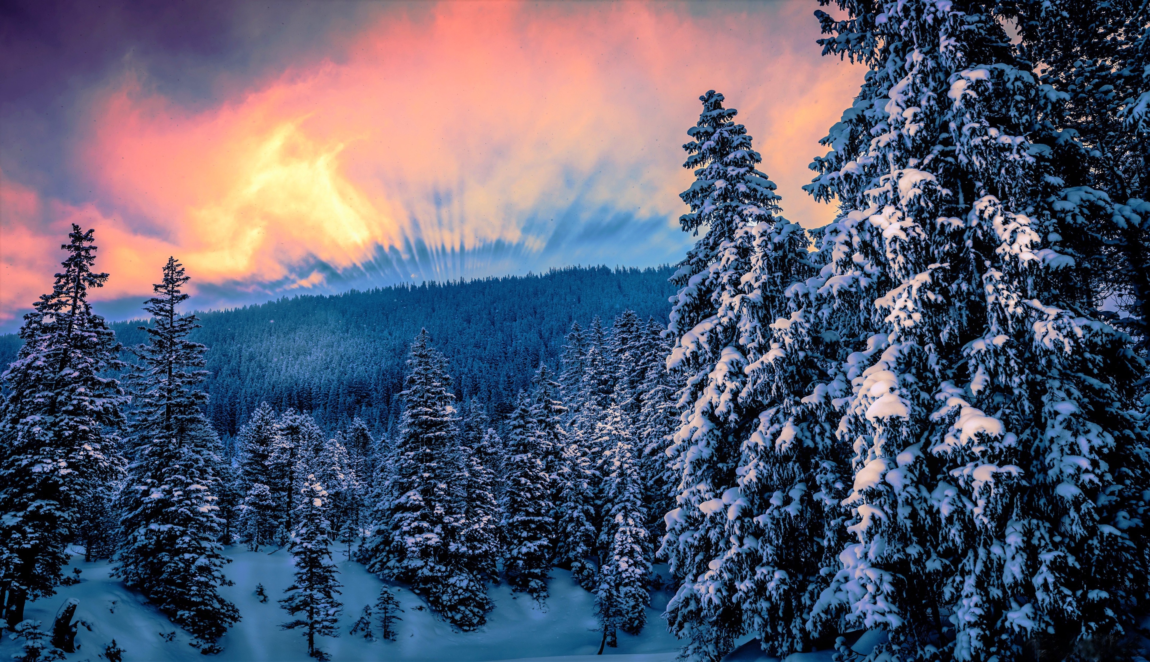 Winter forest with colorful sunset sky HD Wallpaper