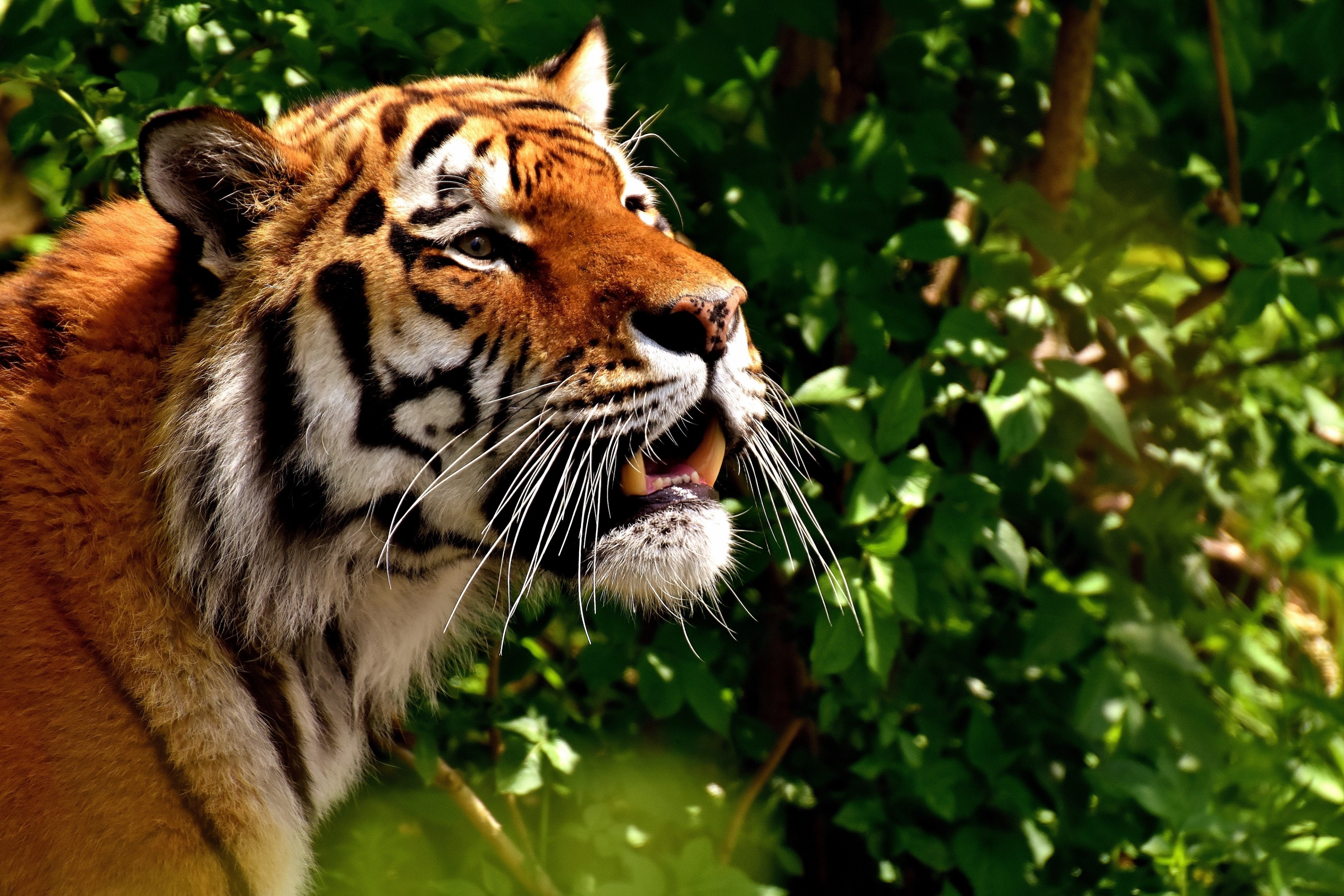 Tiger in the forest 4K HD Wallpaper