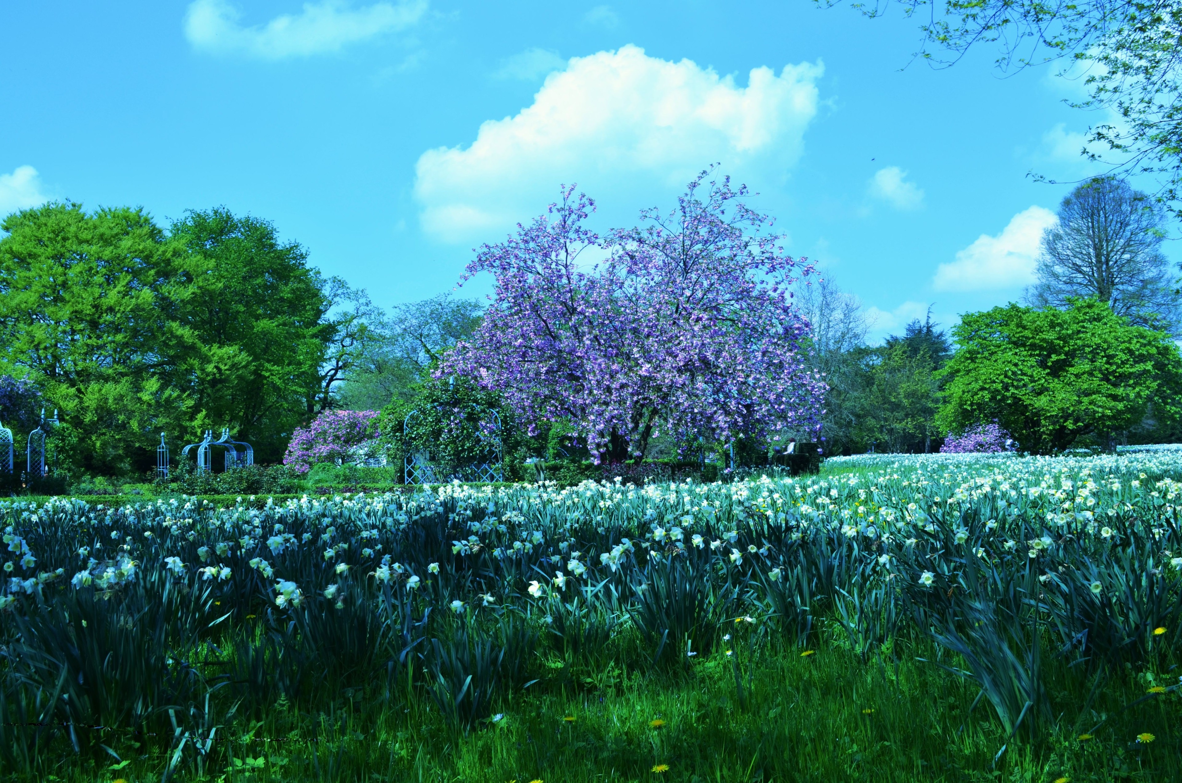Spring garden with blooming trees and daffodils HD Wallpaper