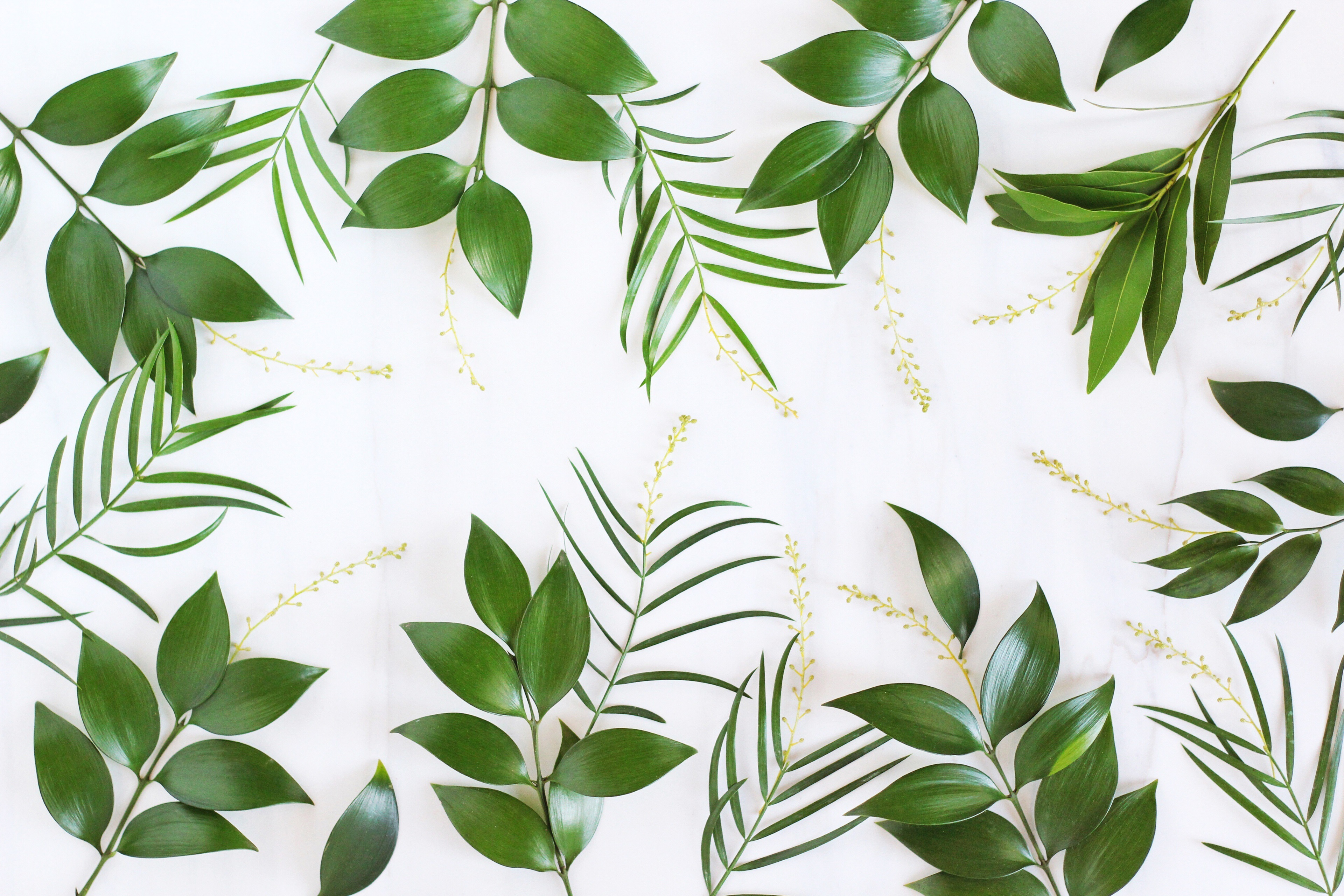 Green leaves and branches on white background 4K HD Wallpaper