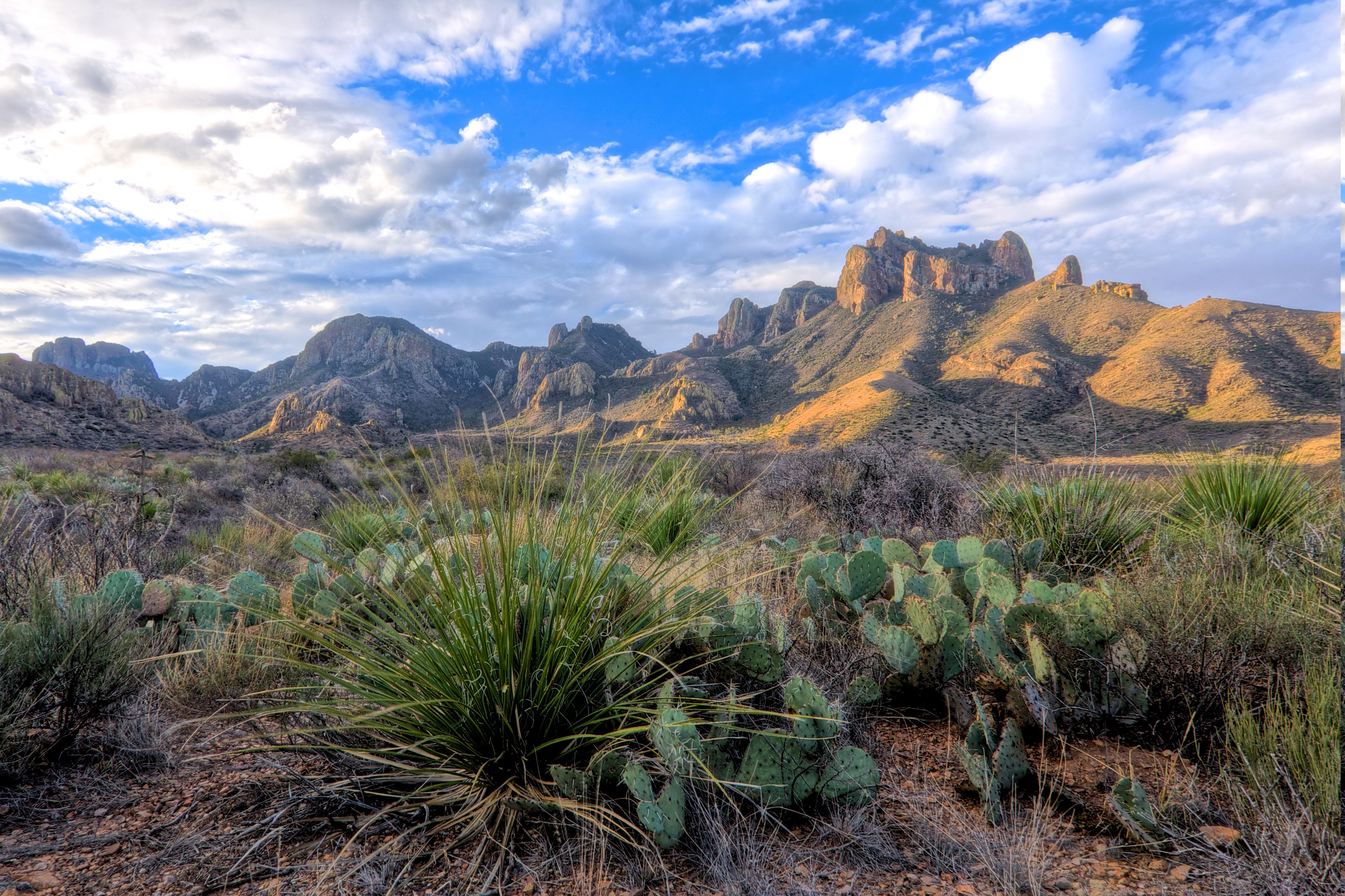 Desert landscape with mountains and cacti in Big Bend National Park, Texas HD Wallpaper