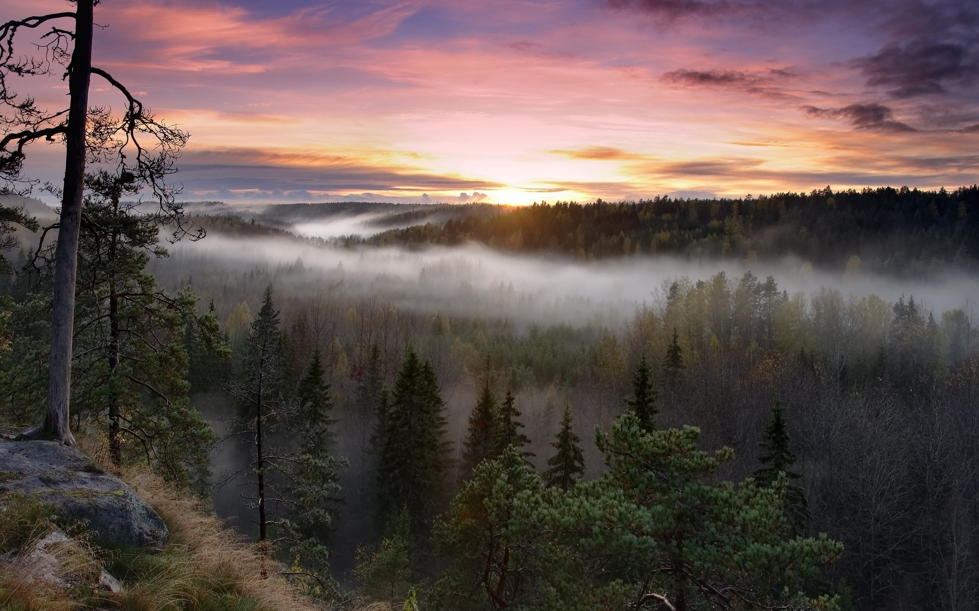 Misty forest sunrise with colorful sky HD Wallpaper