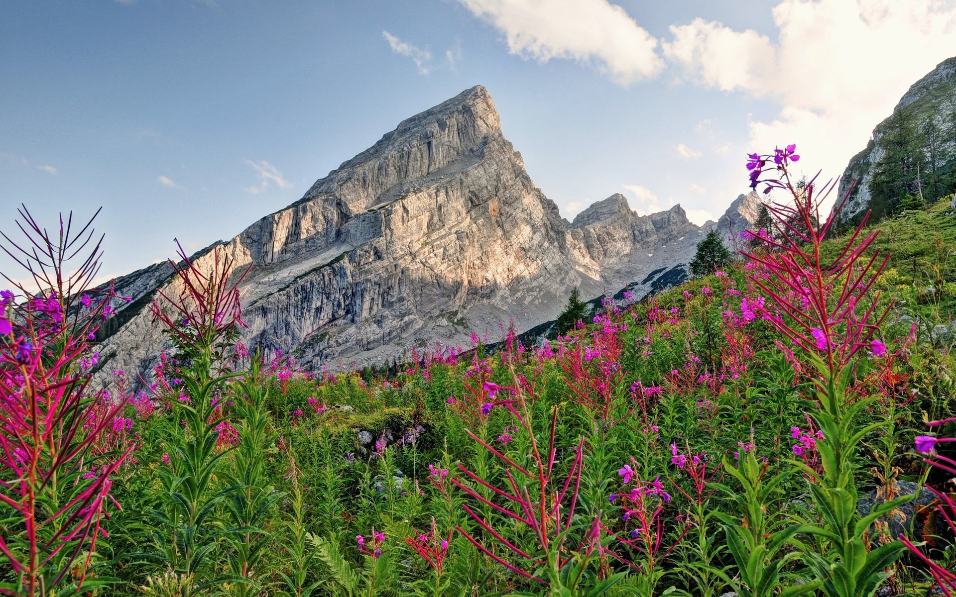 Mountain landscape with wildflowers and rocky peaks HD Wallpaper