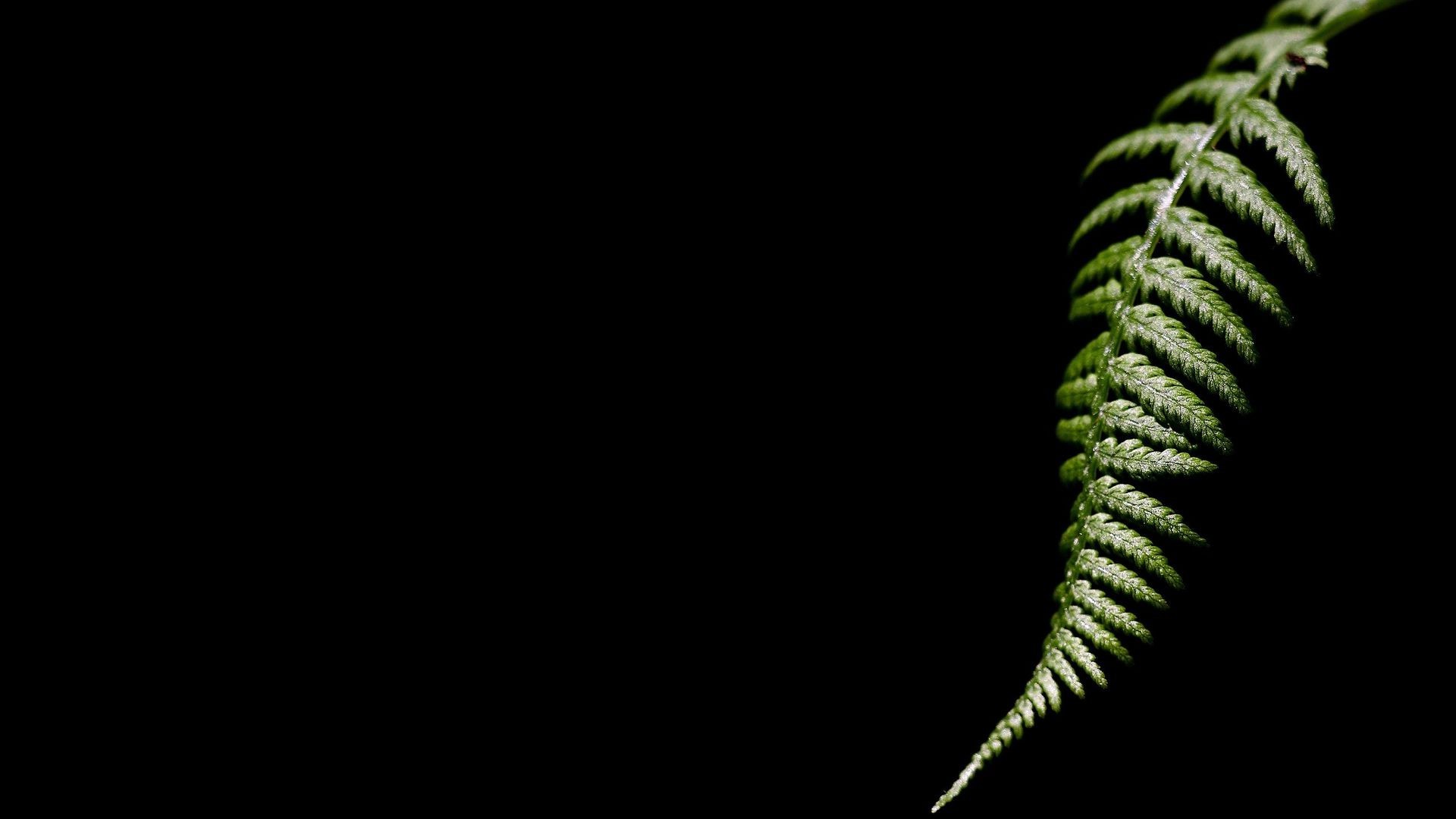 Green fern frond against black background HD Wallpaper