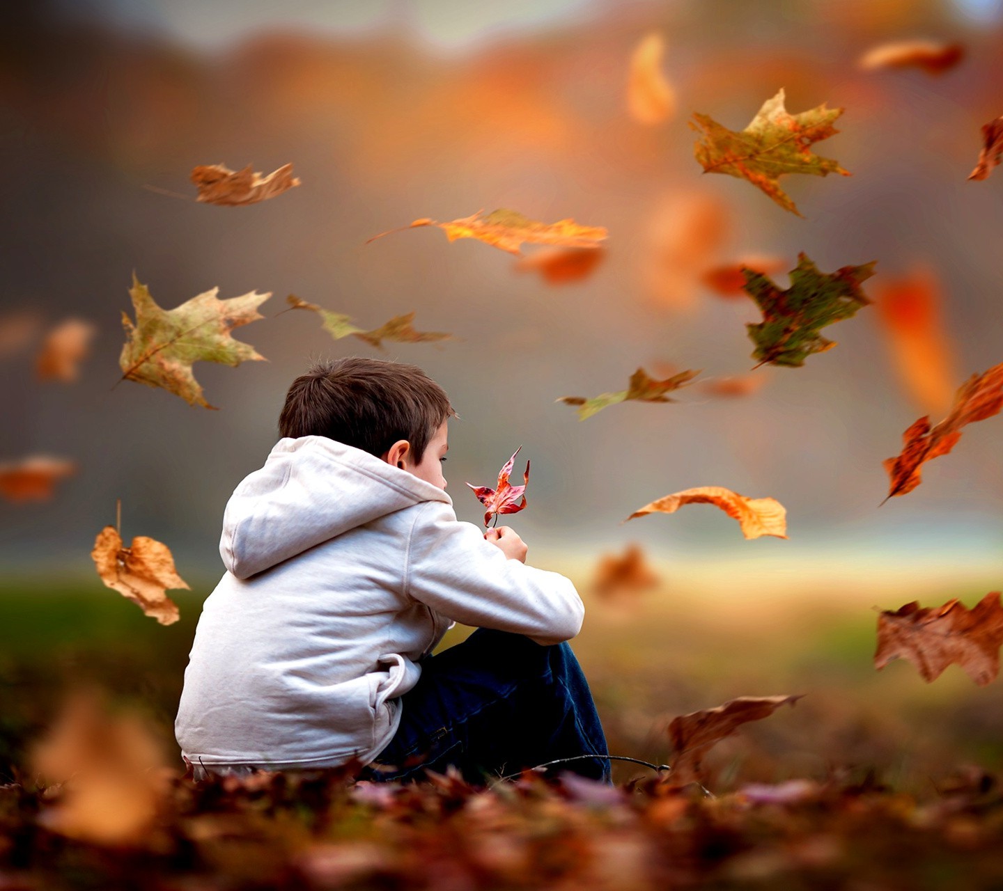 Boy sitting in autumn leaves HD Wallpaper