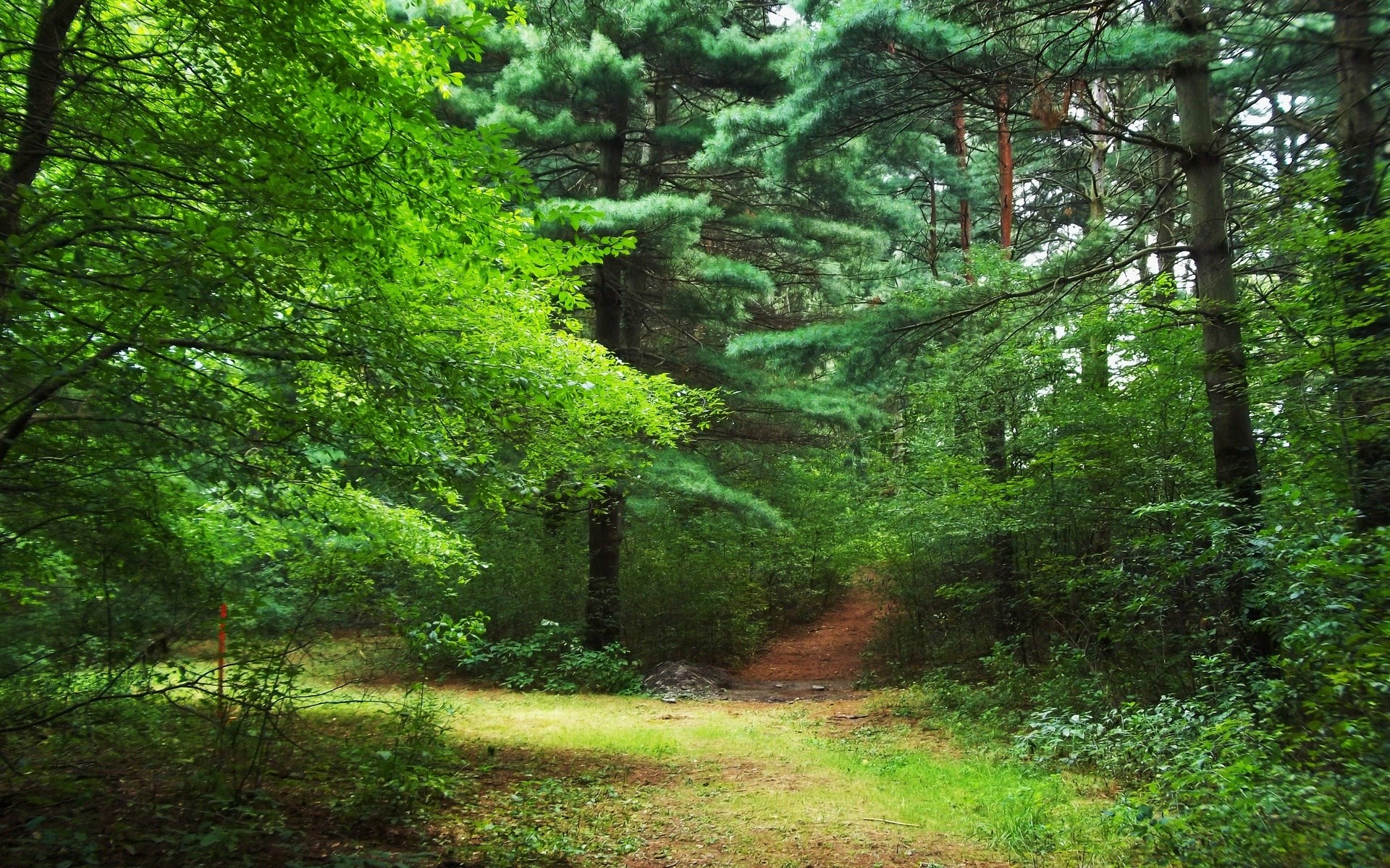 A dirt path winds through a dense green forest. HD Wallpaper