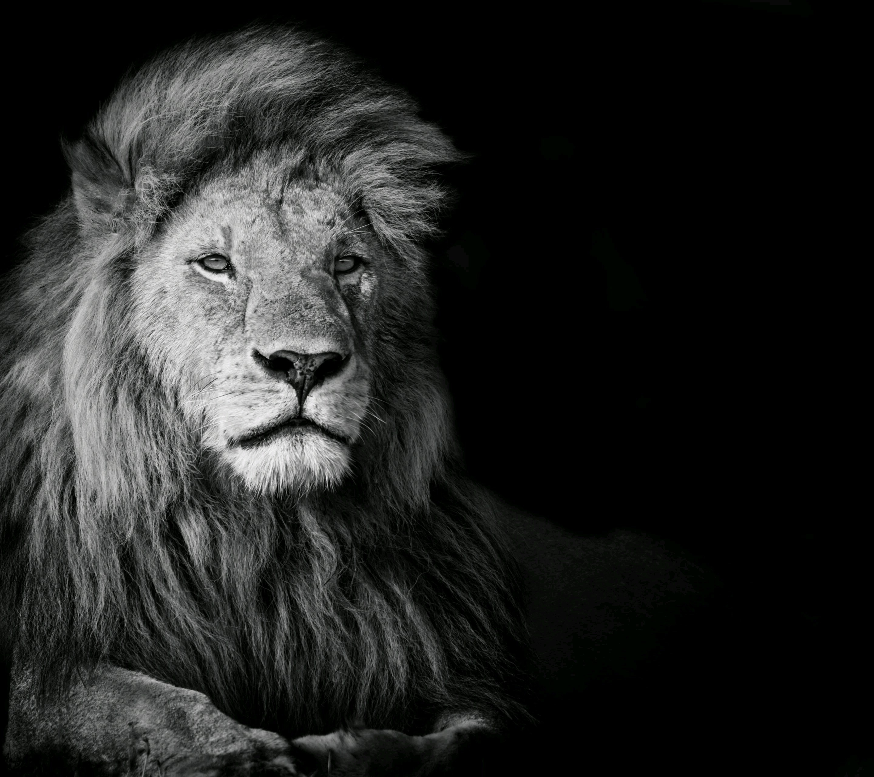 Black and white portrait of a lion HD Wallpaper