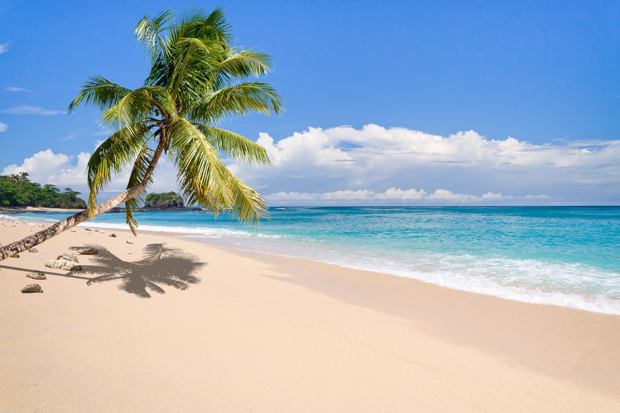 Tropical beach with palm tree and turquoise ocean HD Wallpaper