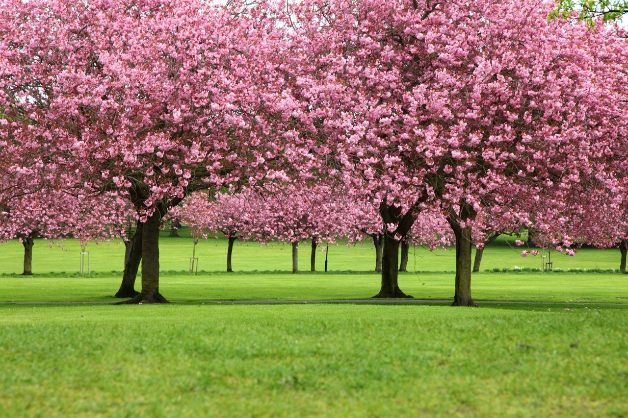 Cherry Blossom Trees in a Serene Park HD Wallpaper