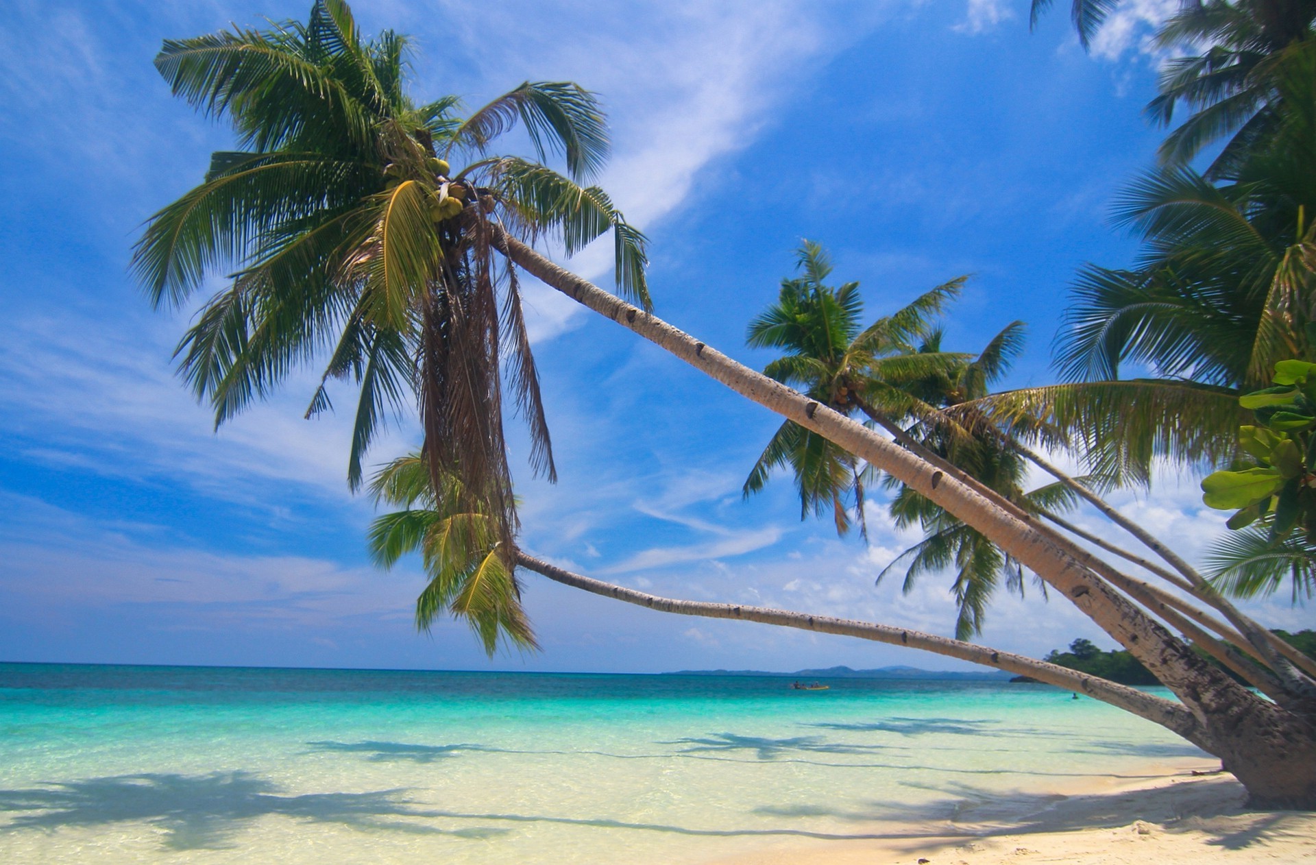 Palm trees on a tropical beach with turquoise water HD Wallpaper