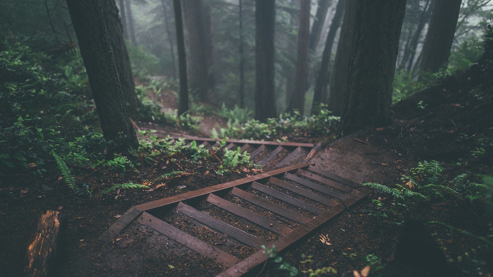 Wooden stairs in a foggy forest HD Wallpaper