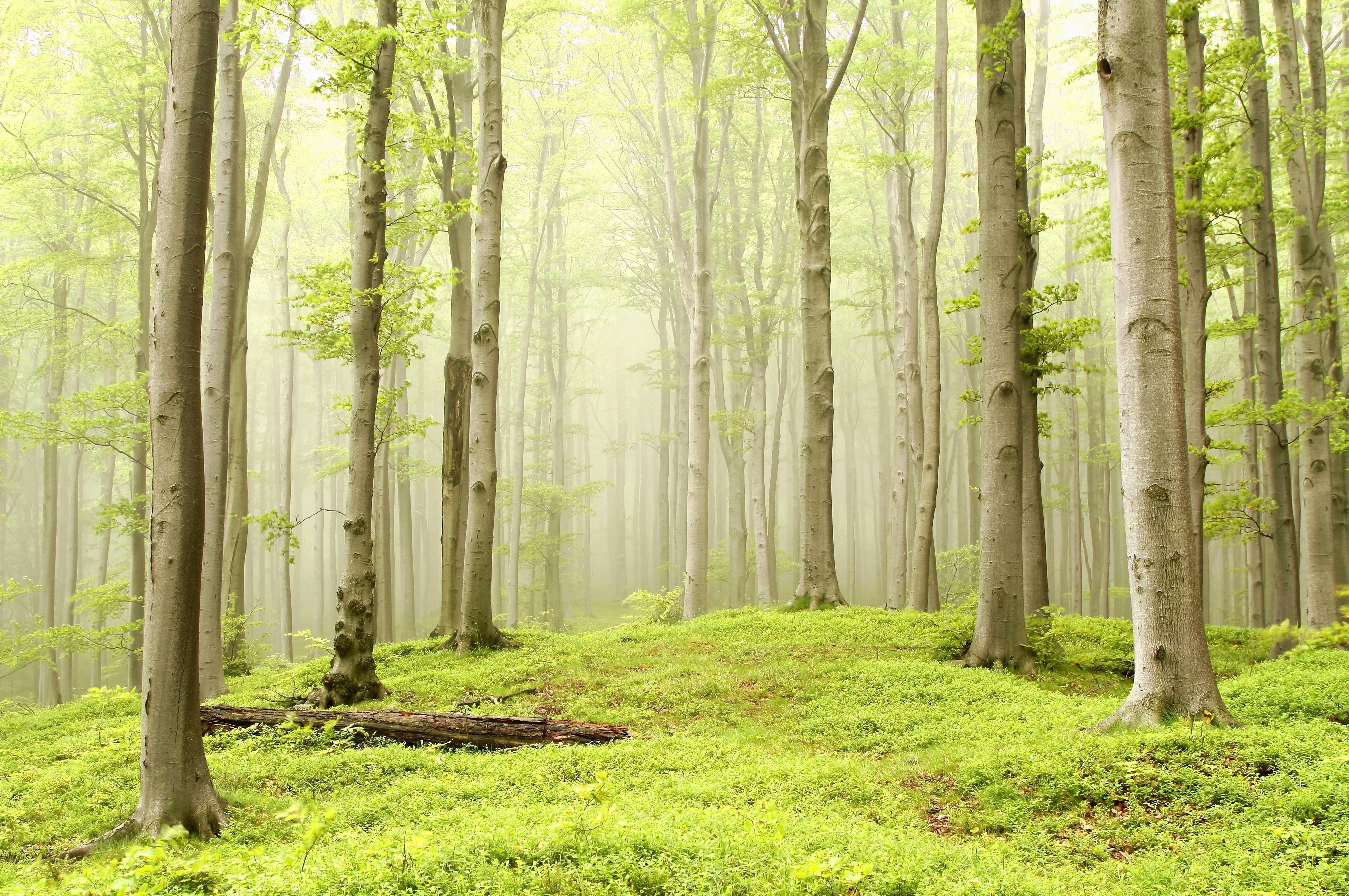 Misty forest with green foliage and trees HD Wallpaper