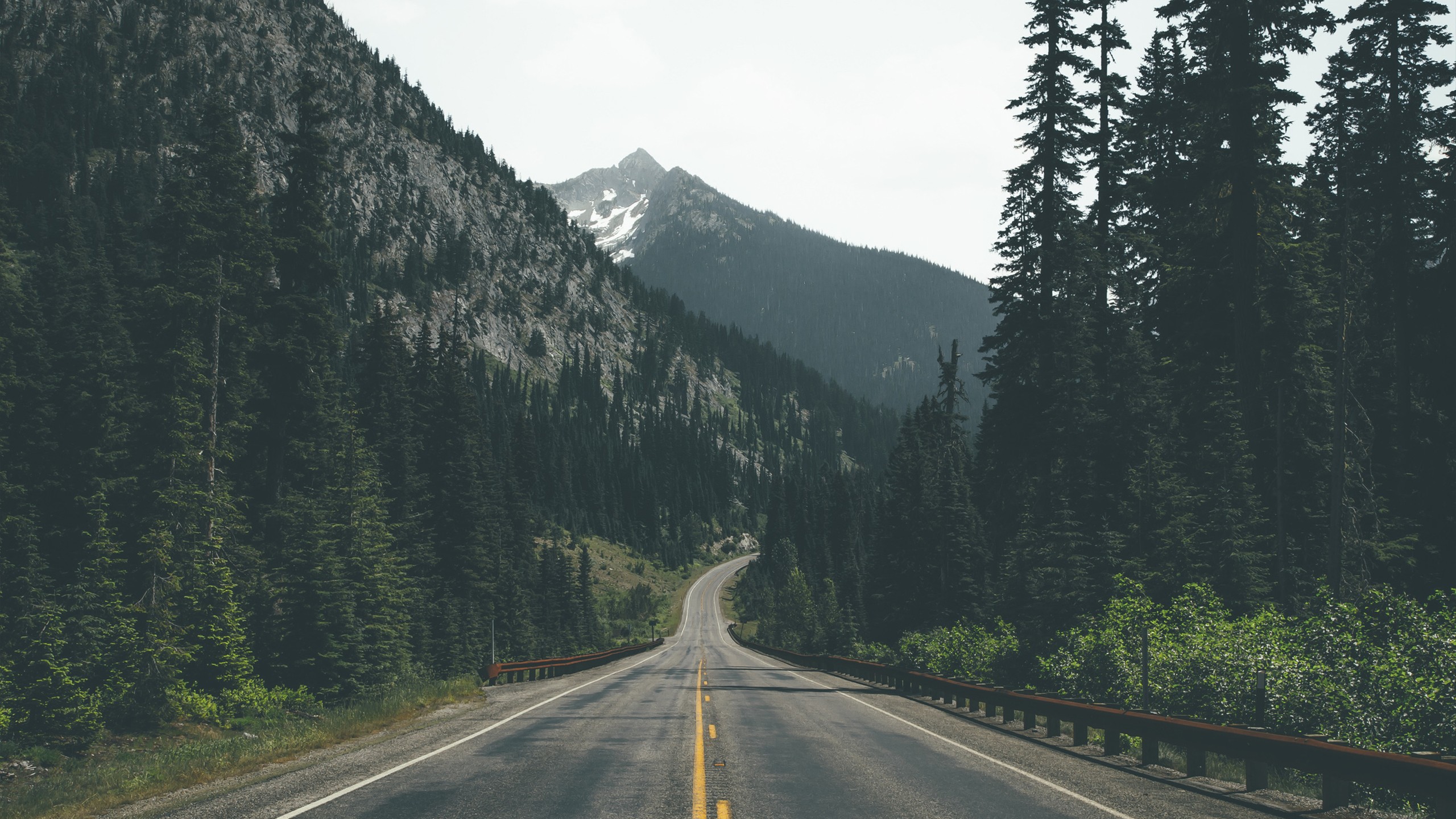 Road through a forest in the mountains HD Wallpaper