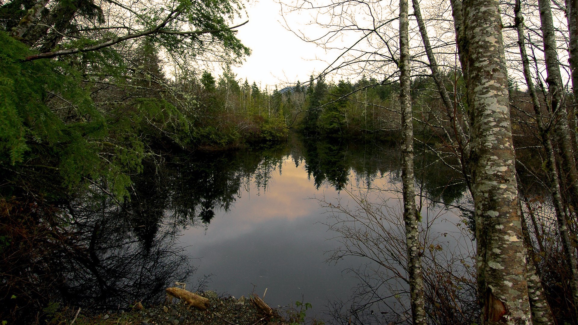 Trees reflected in a dark lake HD Wallpaper