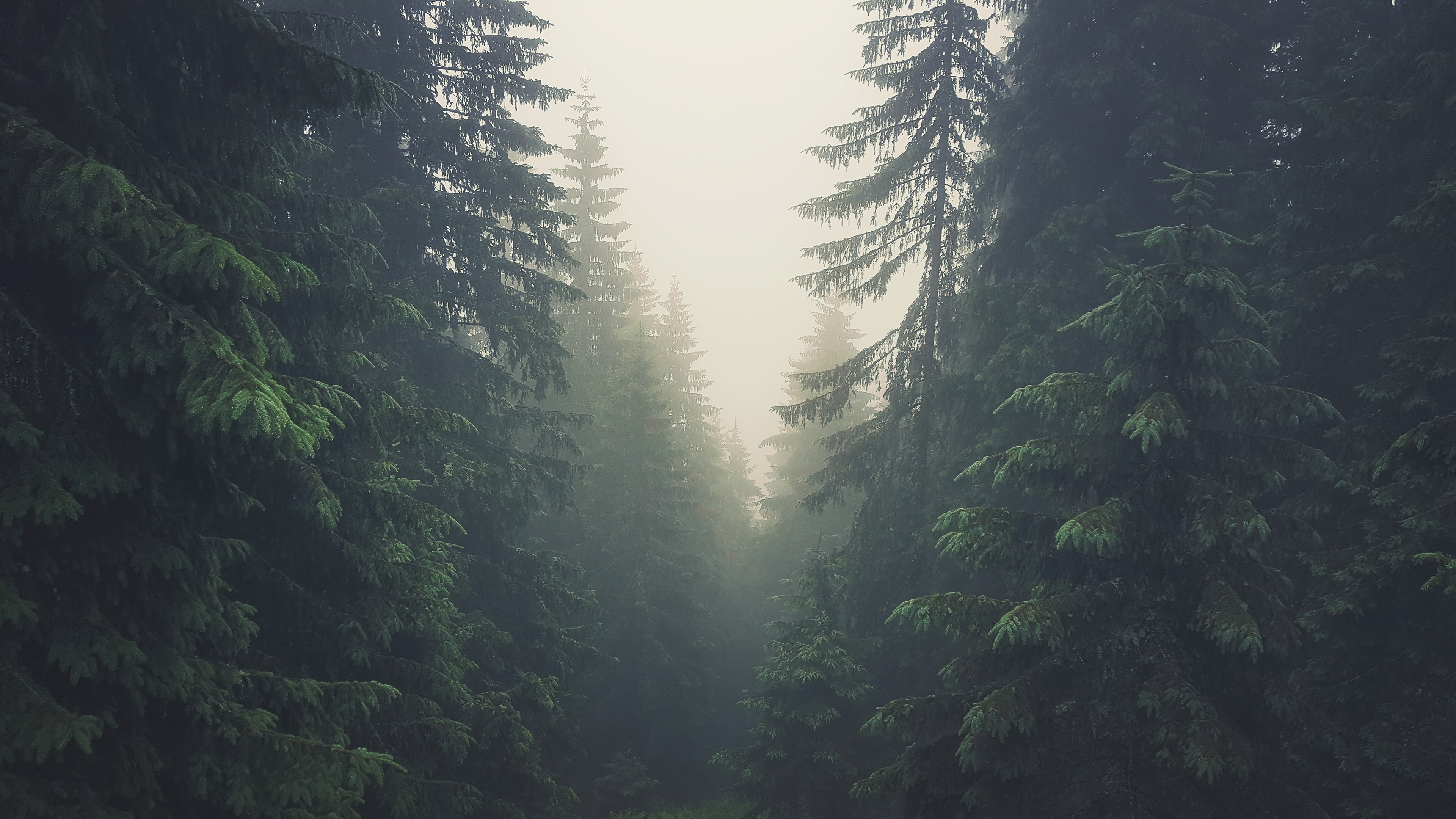 Pine trees in mist in Tatra Mountains, Slovakia HD Wallpaper