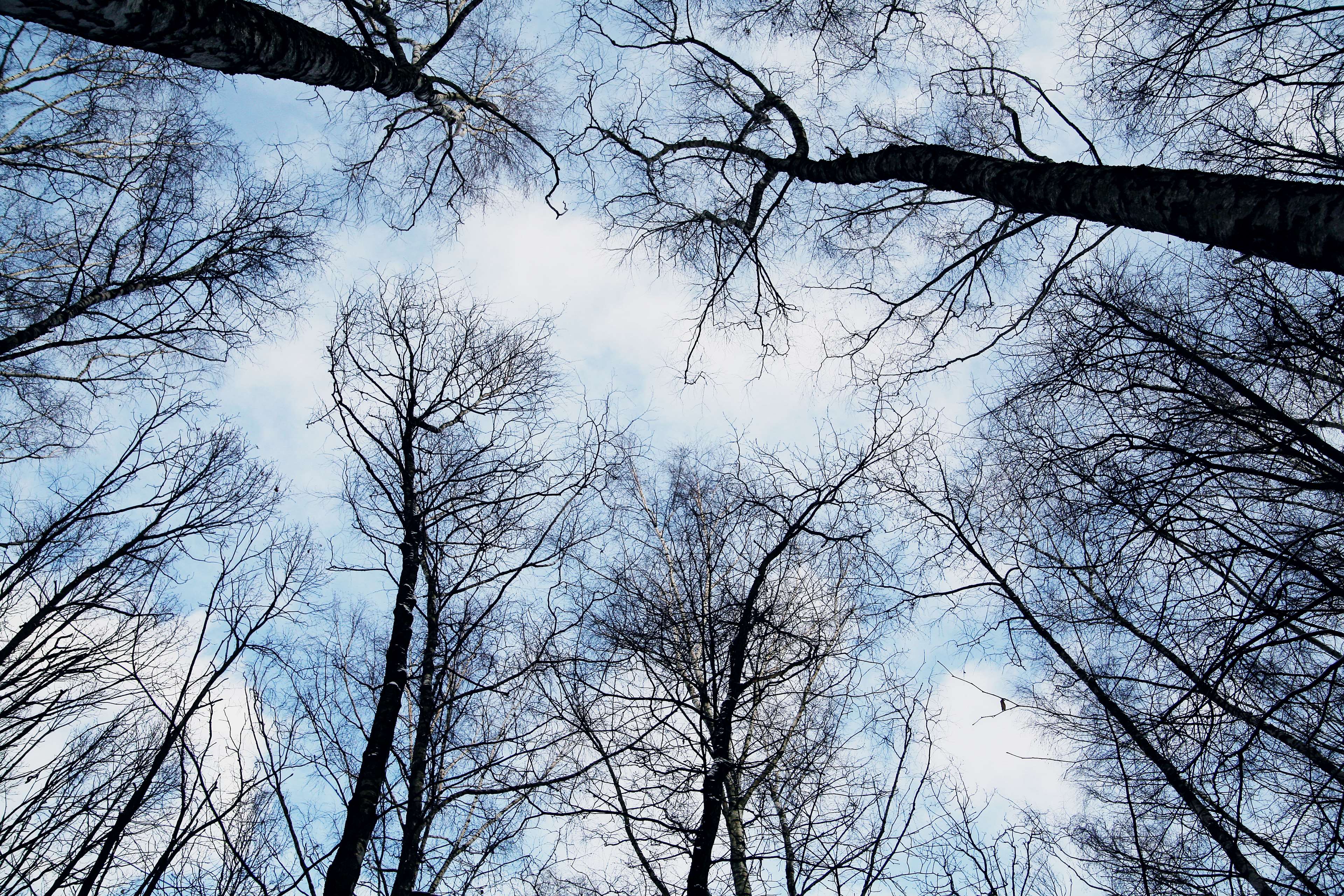 Looking up at bare trees against a cloudy sky HD Wallpaper