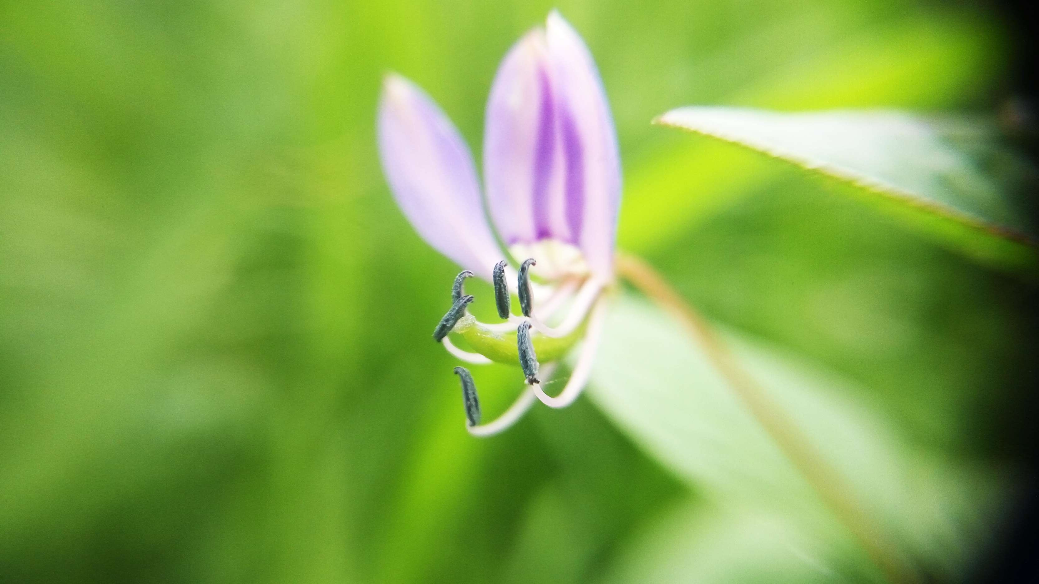 Close-up of a purple flower with dark stamens HD Wallpaper