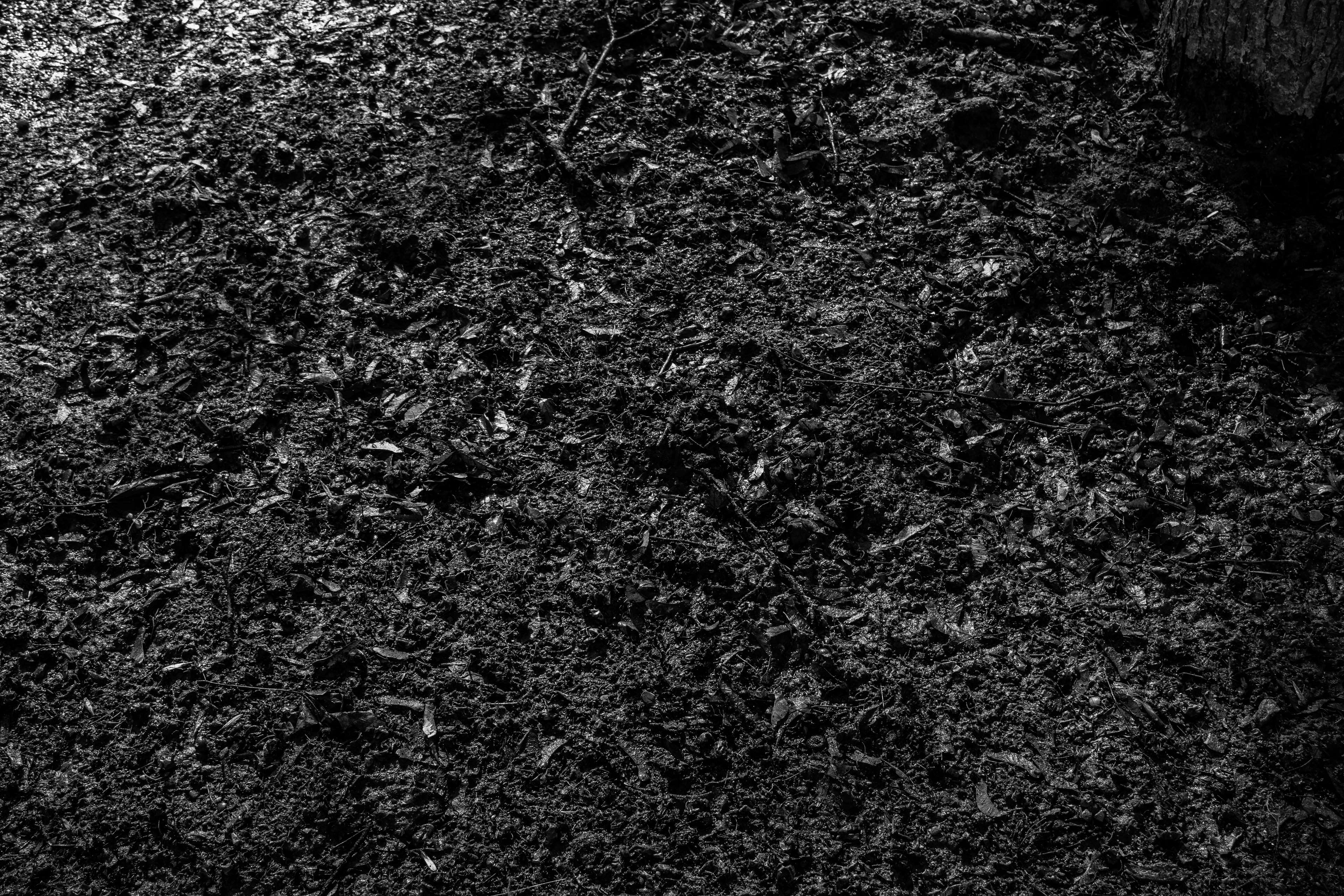 Dark forest floor with leaves and dirt HD Wallpaper