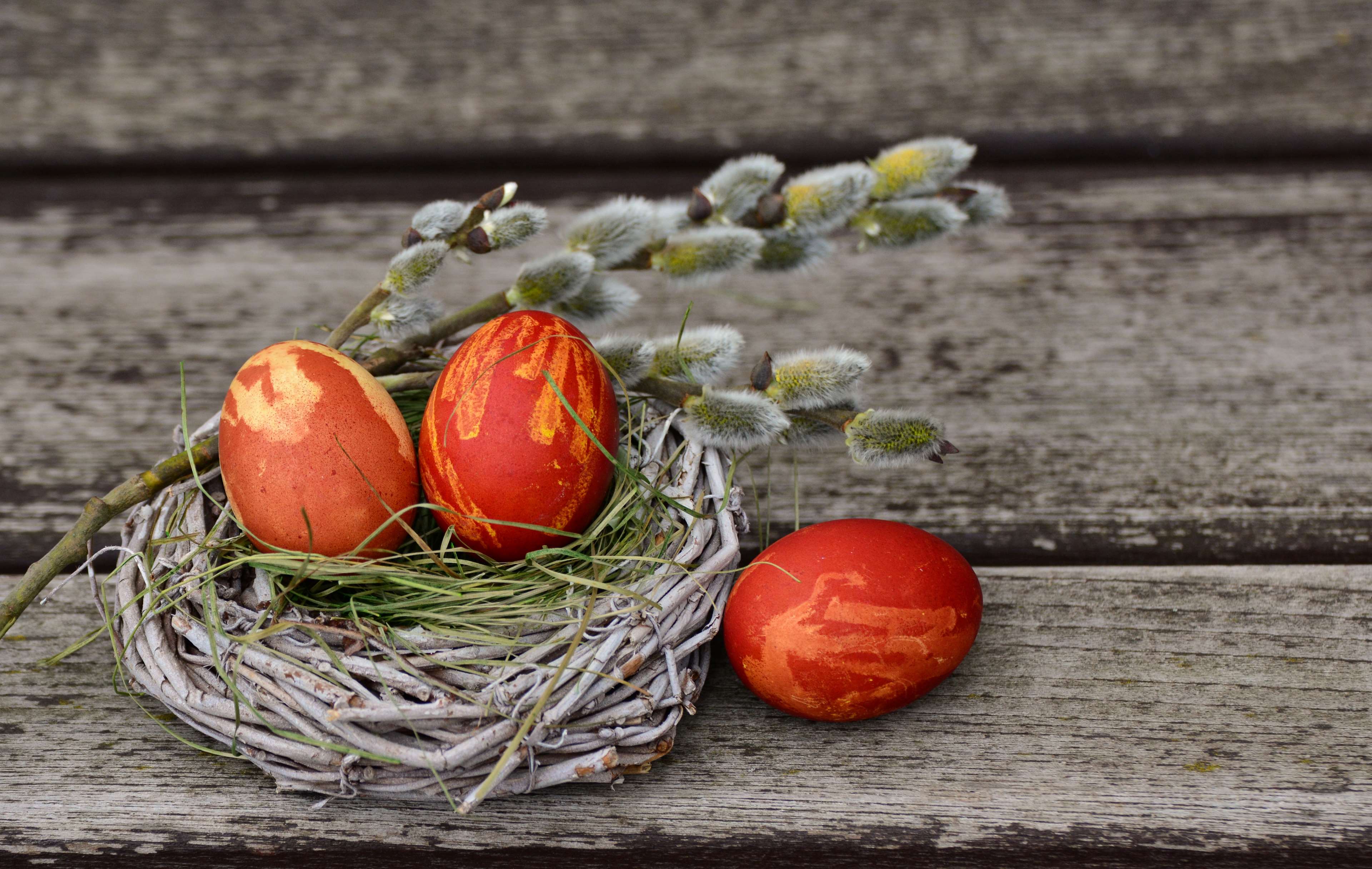 Easter eggs in a nest with pussy willow branches HD Wallpaper