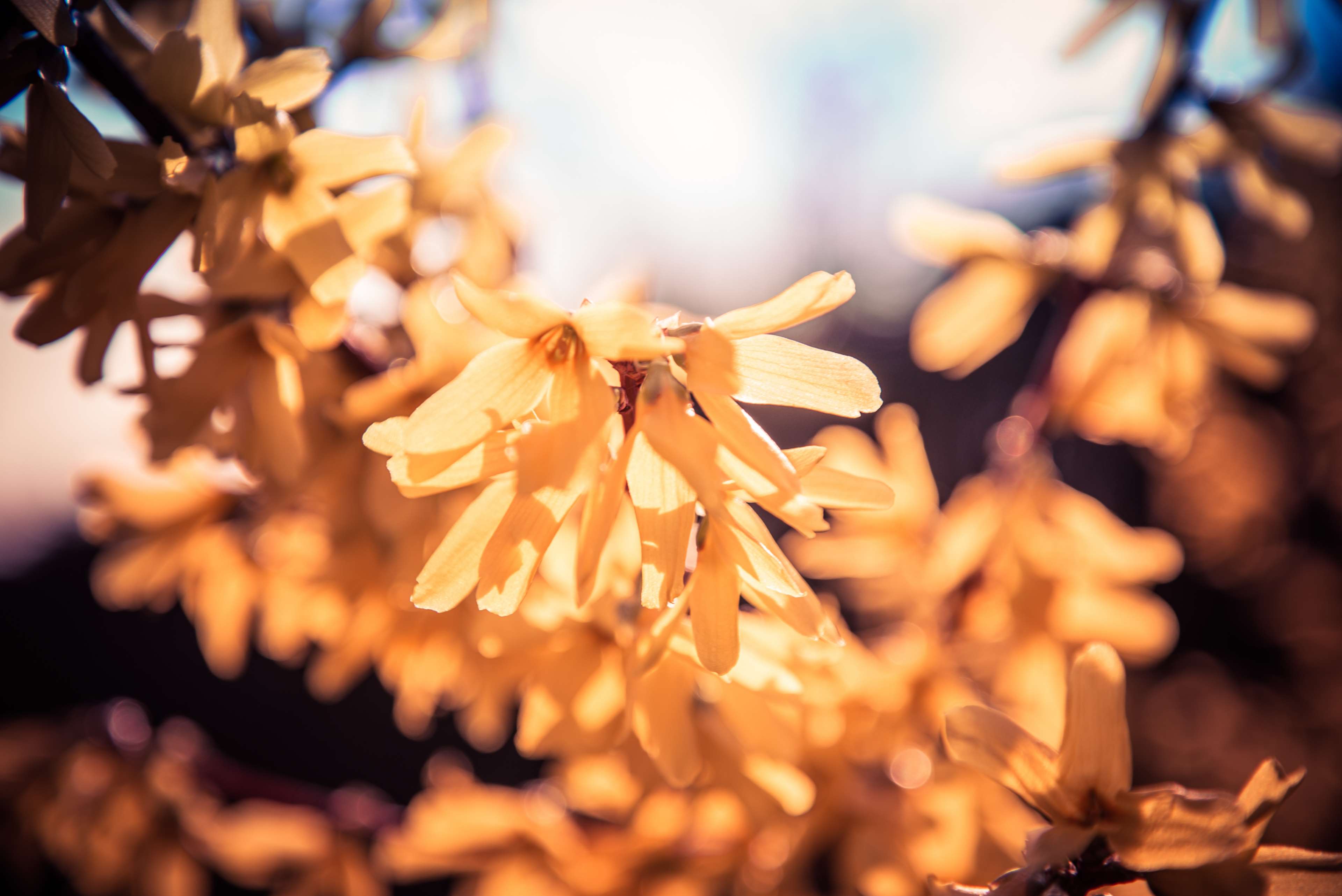 Yellow Forsythia Blossoms in Sunlight 4K HD Wallpaper