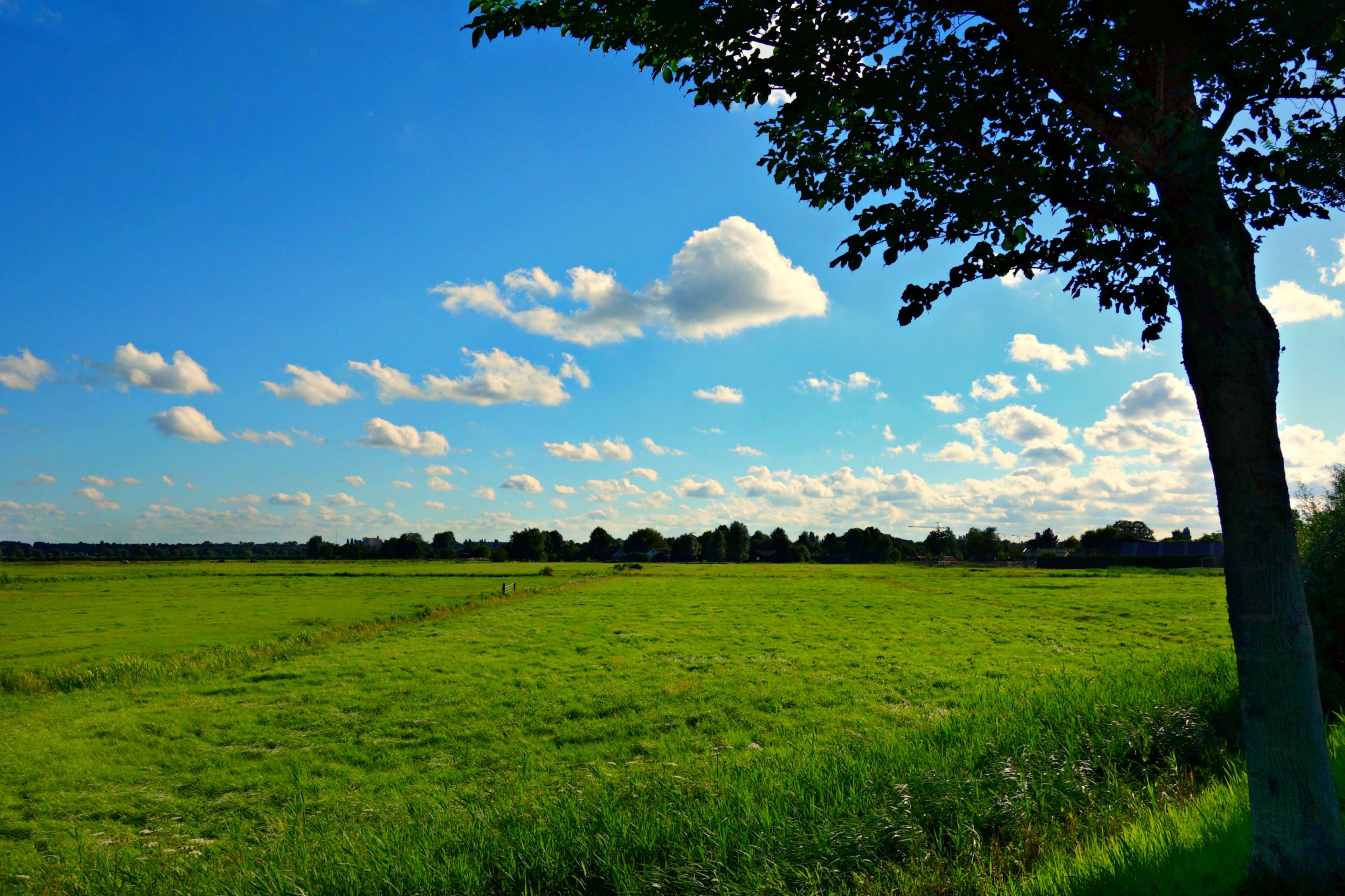 Green field under a blue sky with clouds and a tree HD Wallpaper