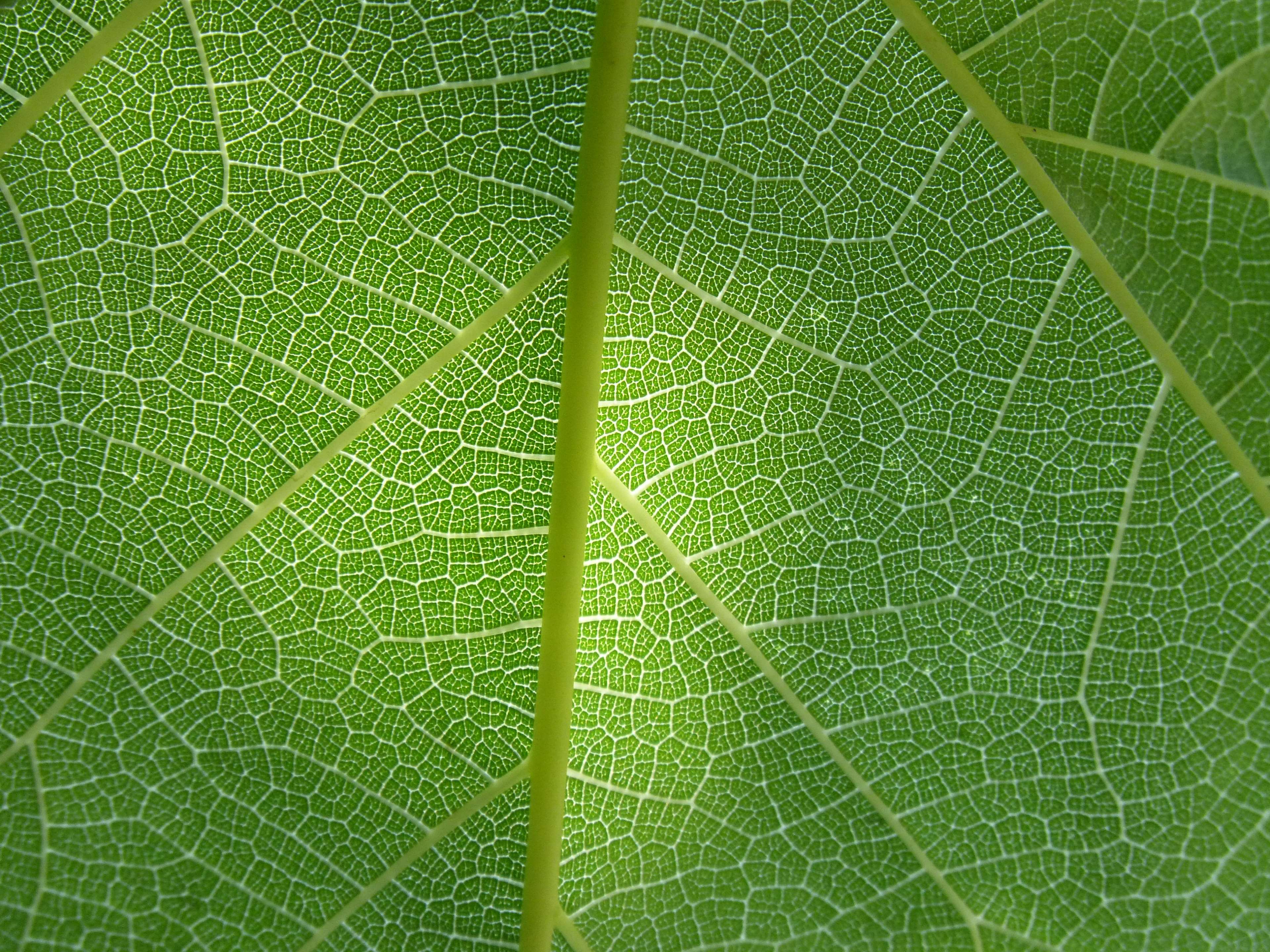 Close-up of a green leaf's intricate vein structure HD Wallpaper