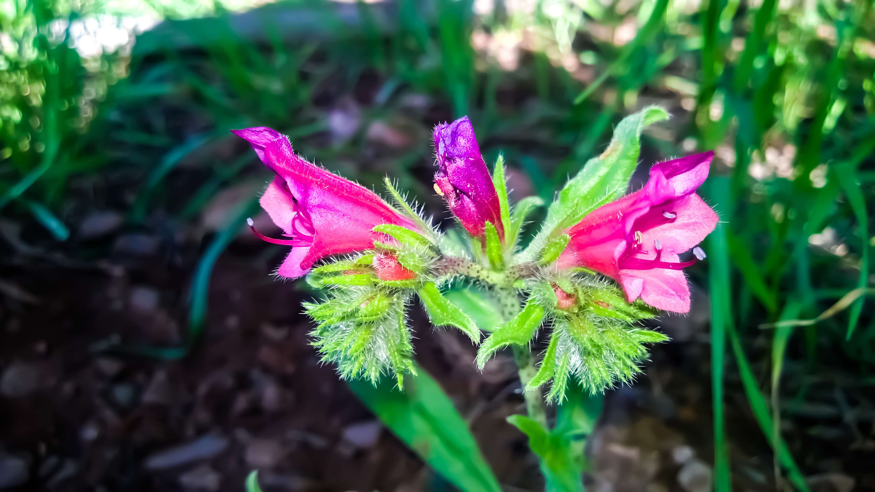Pink flowers with green stems and leaves HD Wallpaper