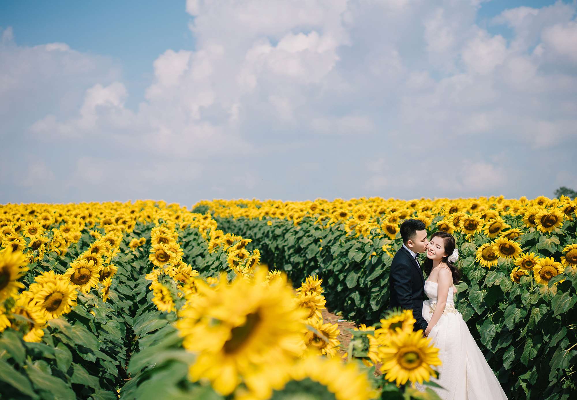 Bride and groom in a sunflower field HD Wallpaper