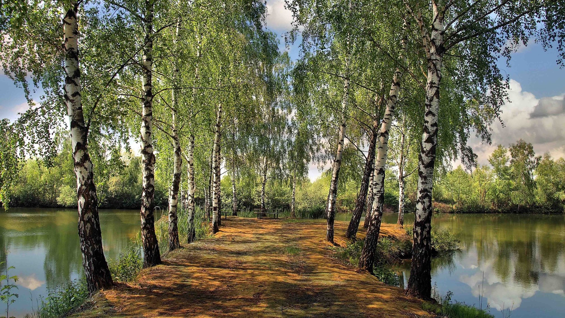 Birch trees line a path next to a lake HD Wallpaper