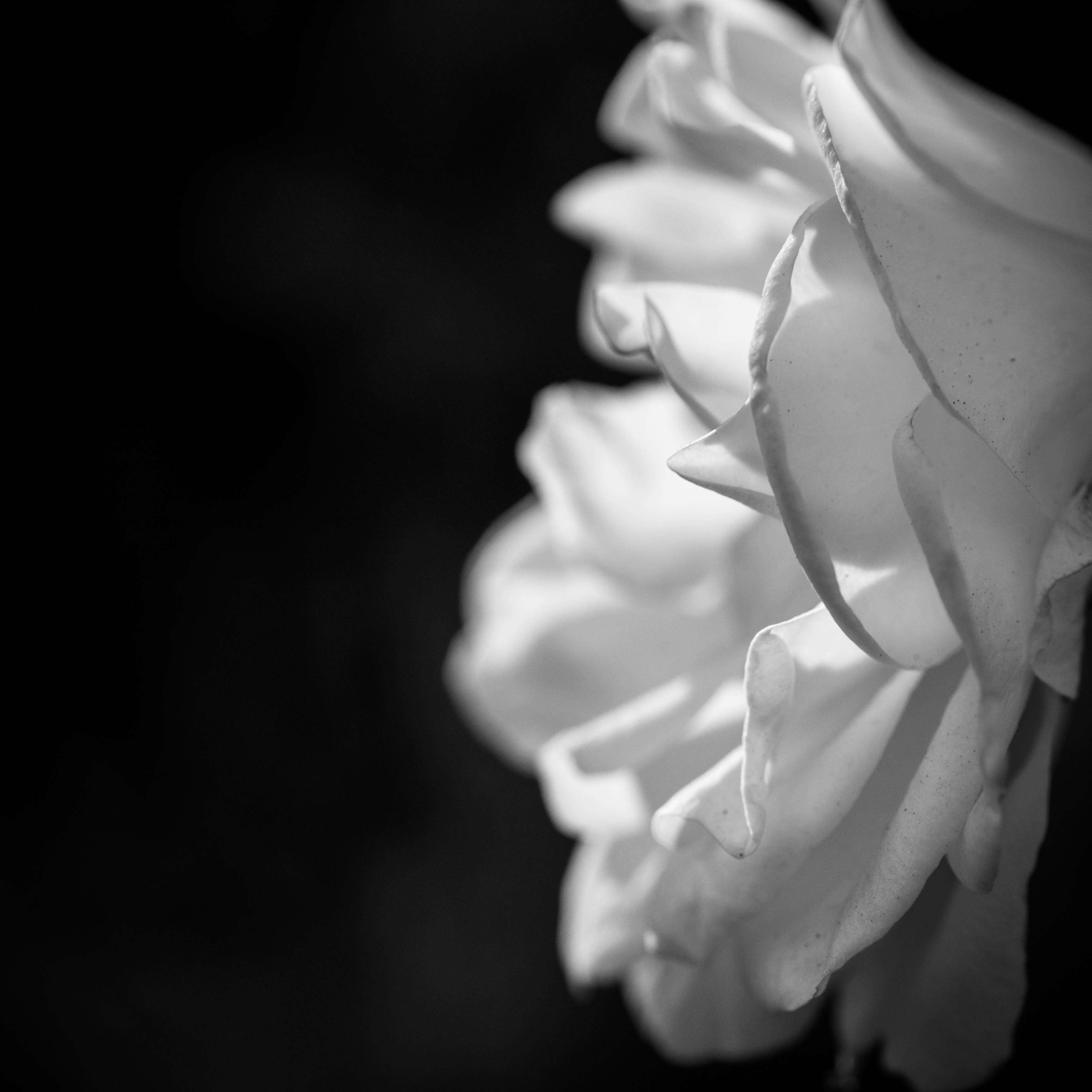 Black and white close-up of a rose HD Wallpaper